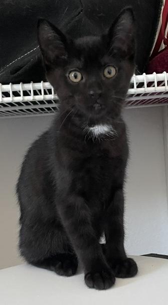 Enlarge Bobby, a ADOPTABLE mixed breed in Oakville, WA image 2/4