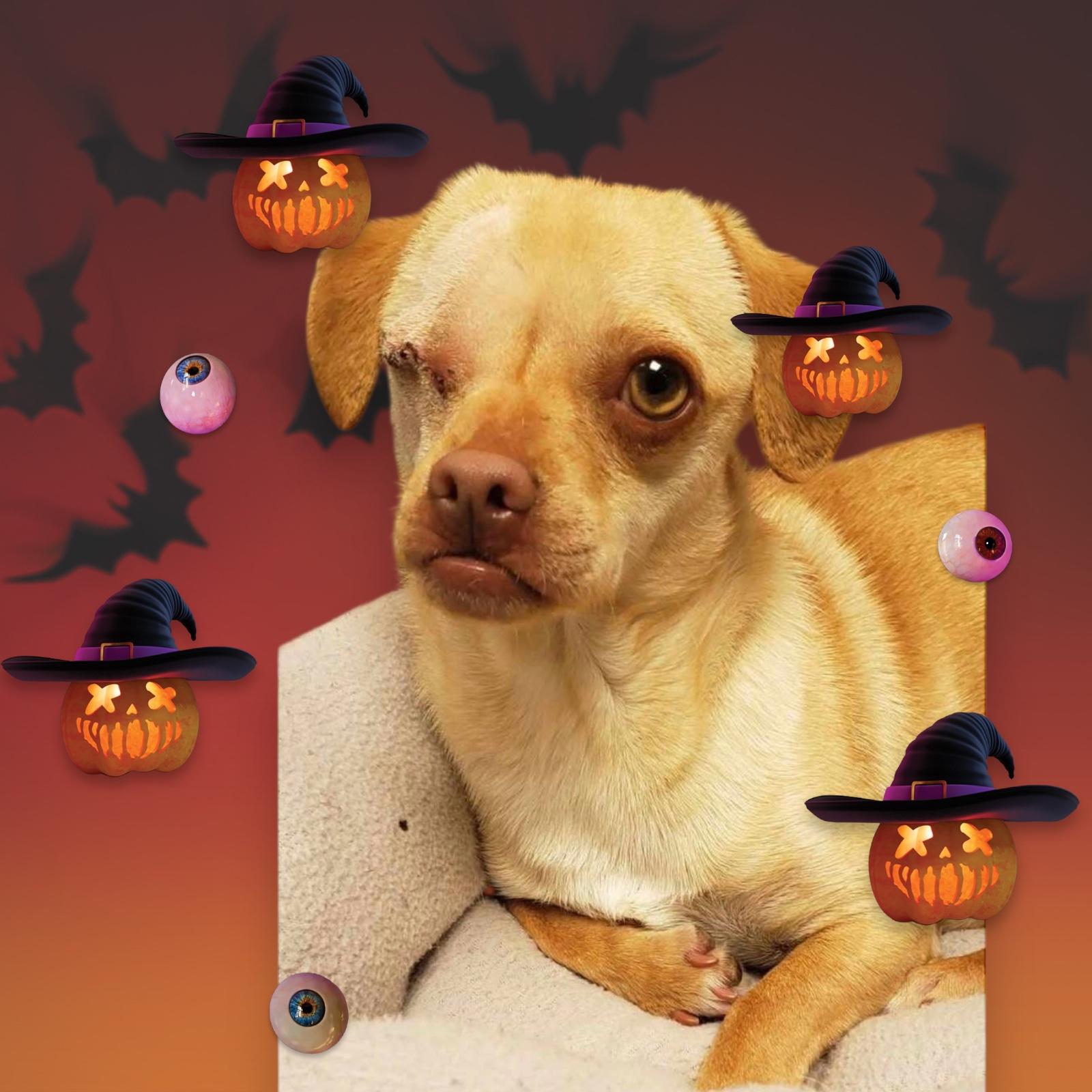 Nick, an adoptable Chihuahua in Soldotna, AK, 99669 | Photo Image 4