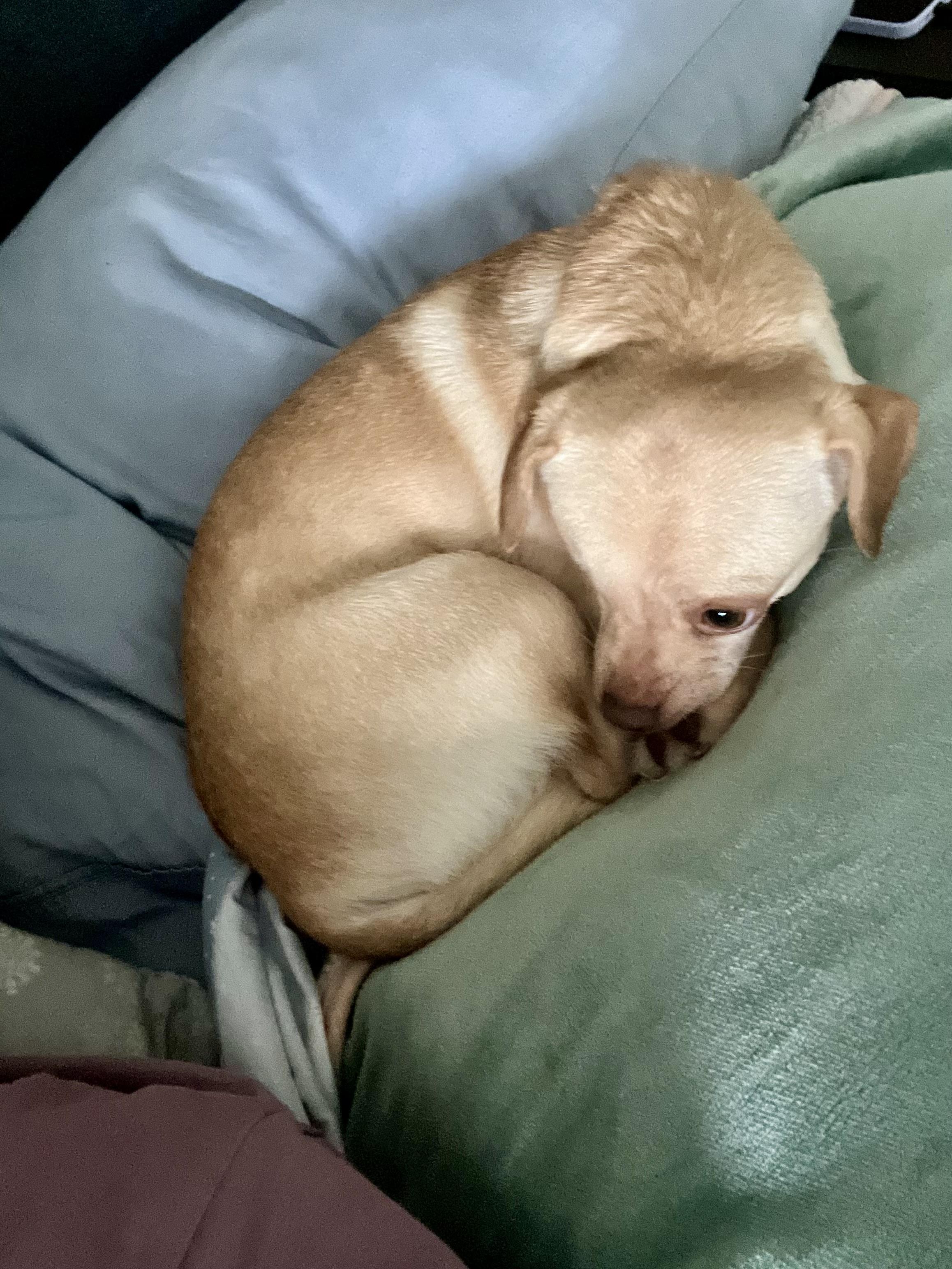 Nick, an adoptable Chihuahua in Soldotna, AK, 99669 | Photo Image 3