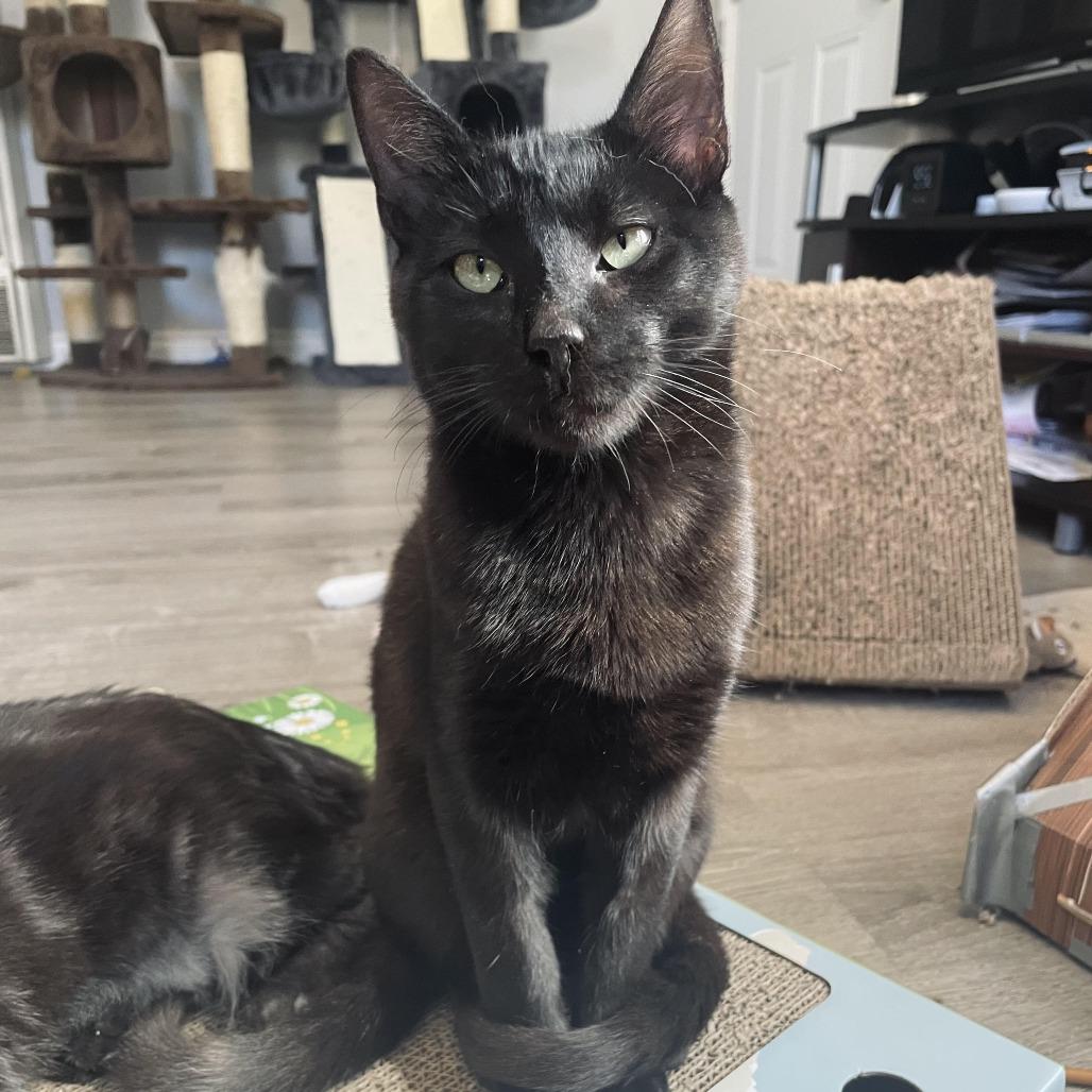 Binxie — thumbnail 2