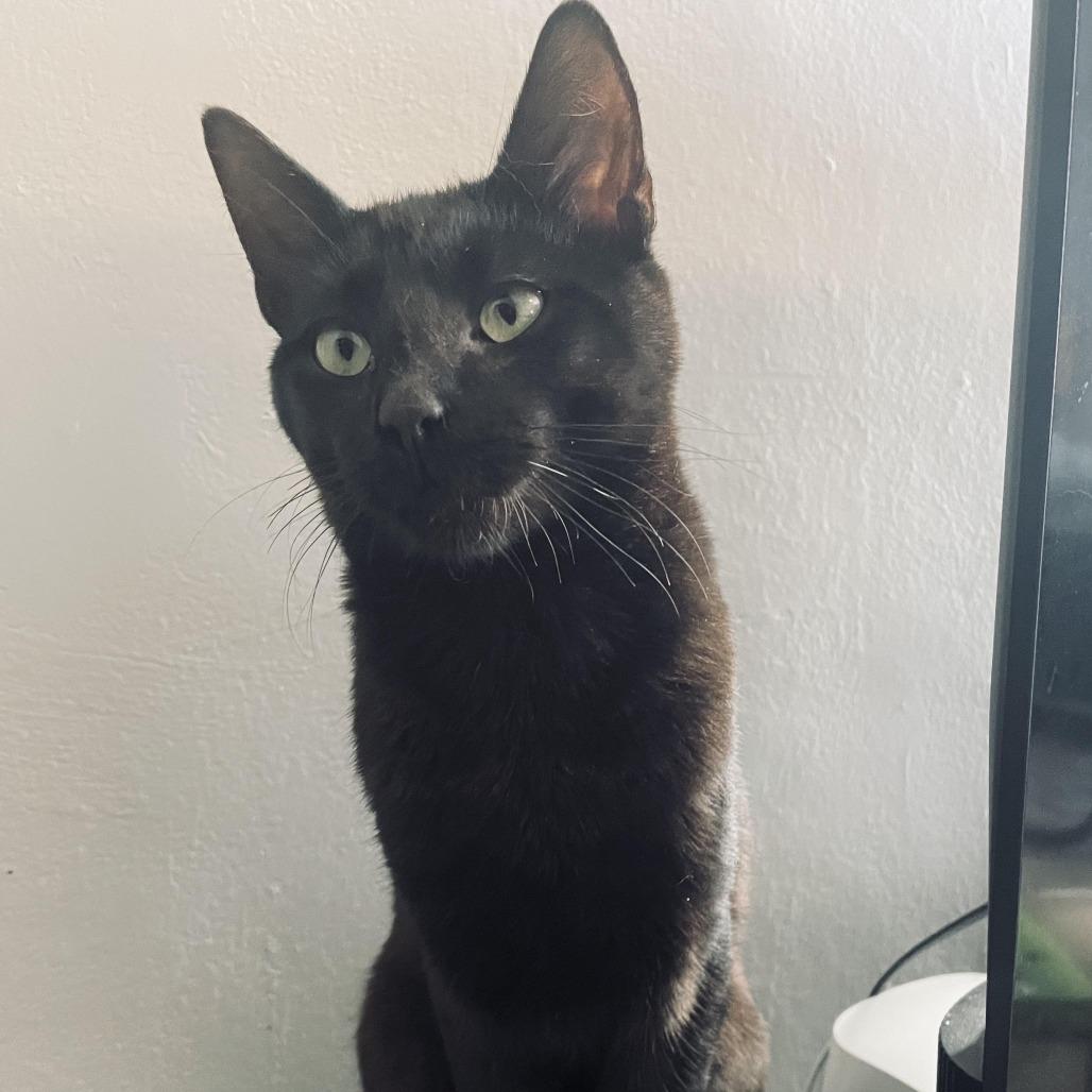 Binxie — thumbnail 3