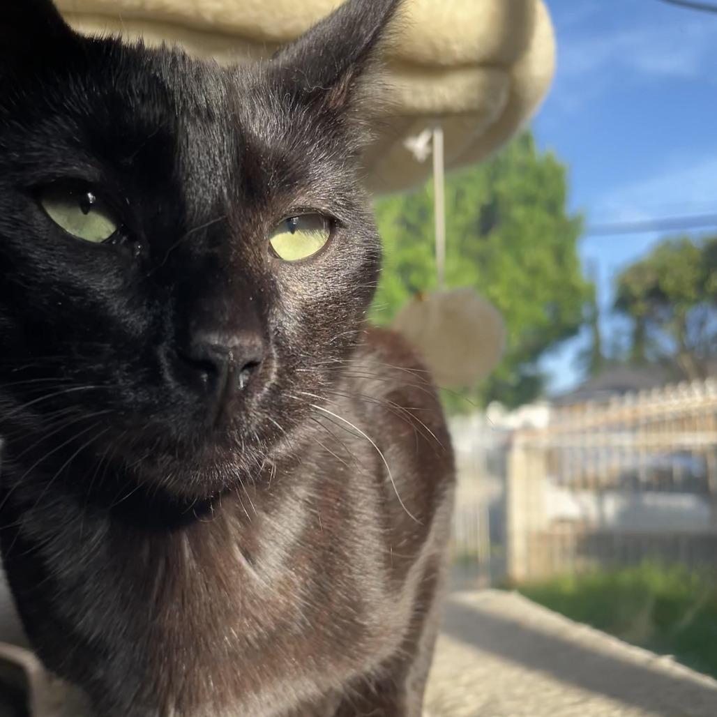 Binxie — thumbnail 4