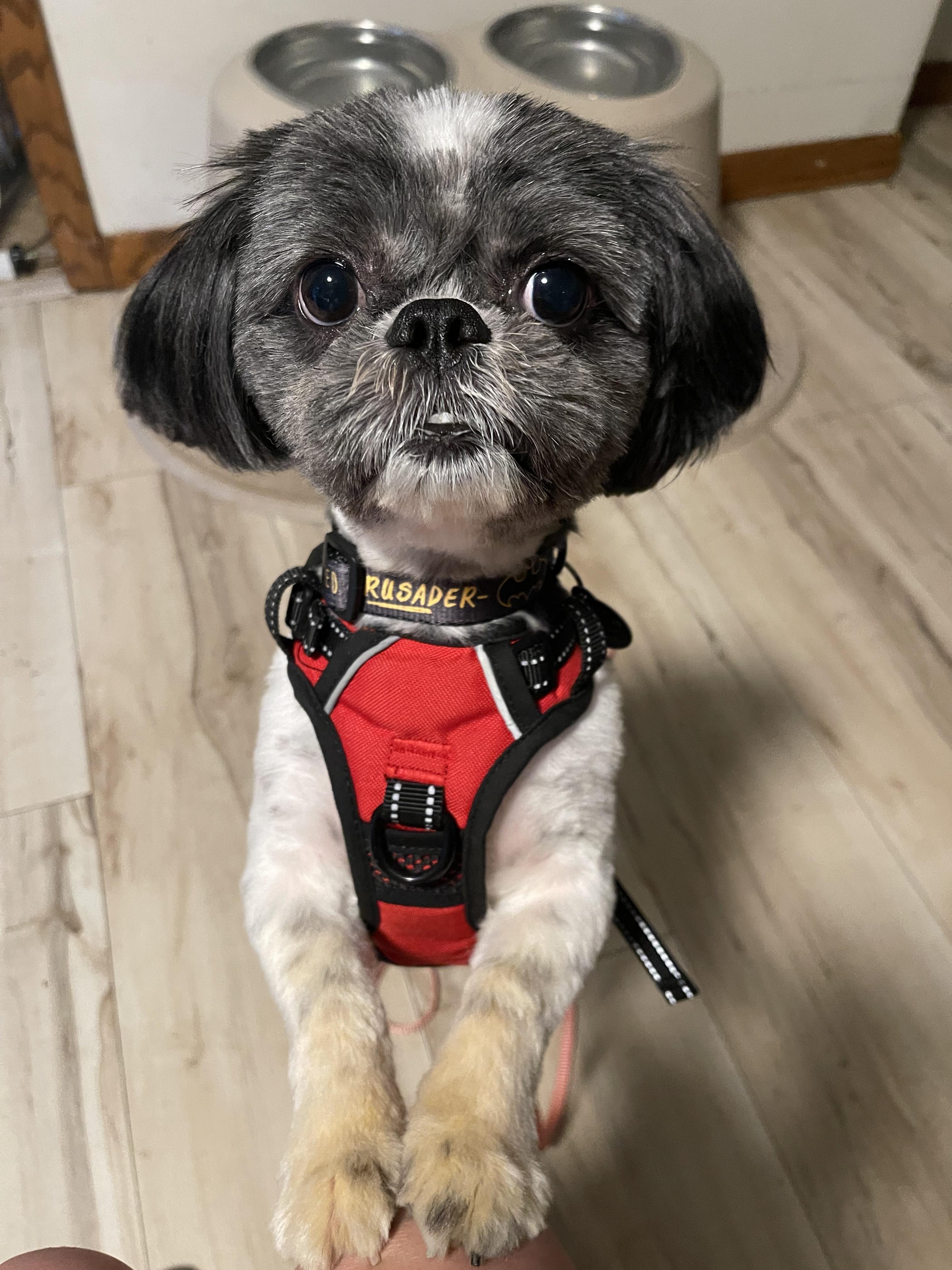 Vigo, ADOPTABLE, Young Male Shih Tzu.
