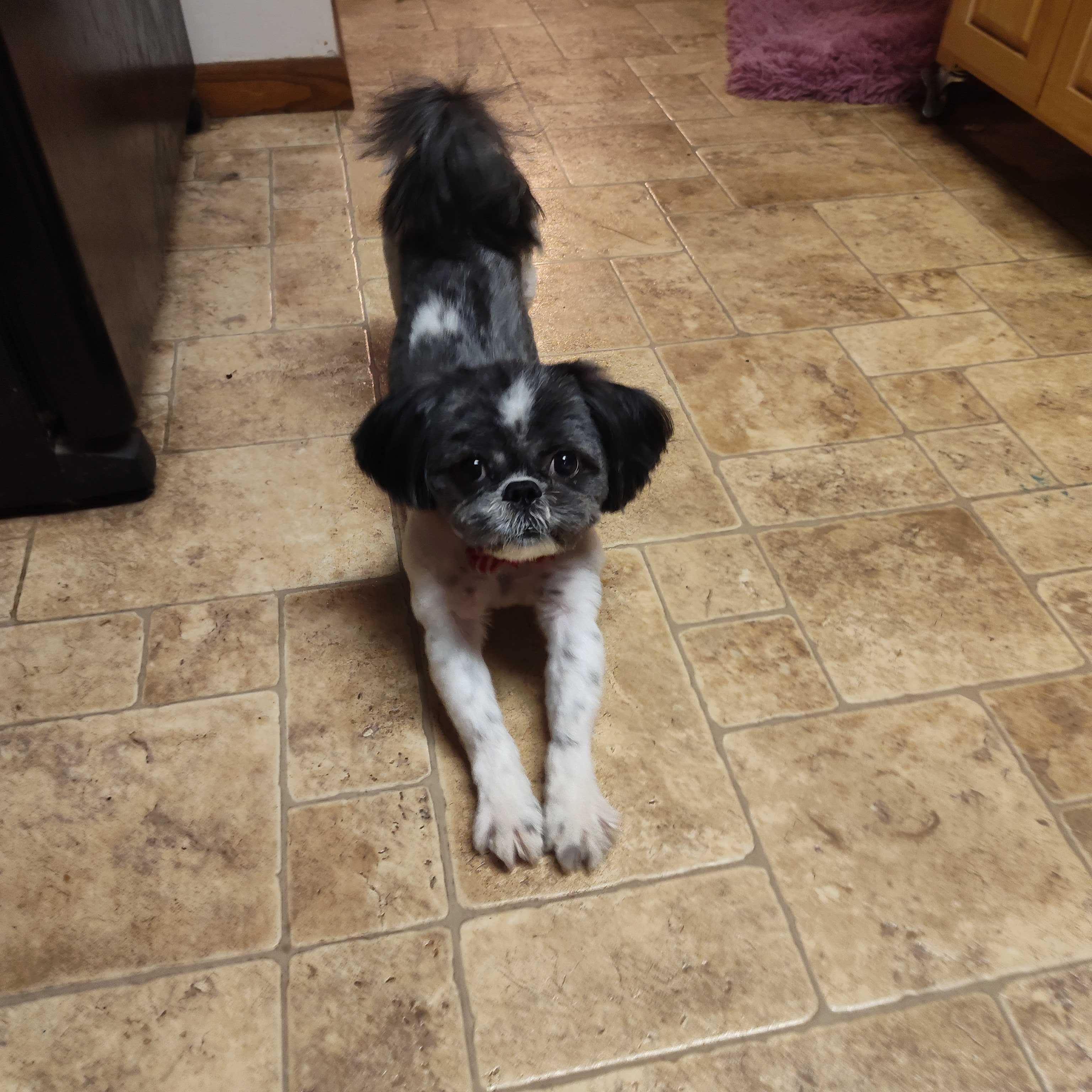 Vigo, a ADOPTABLE Shih Tzu in Addison, IL image 3/6