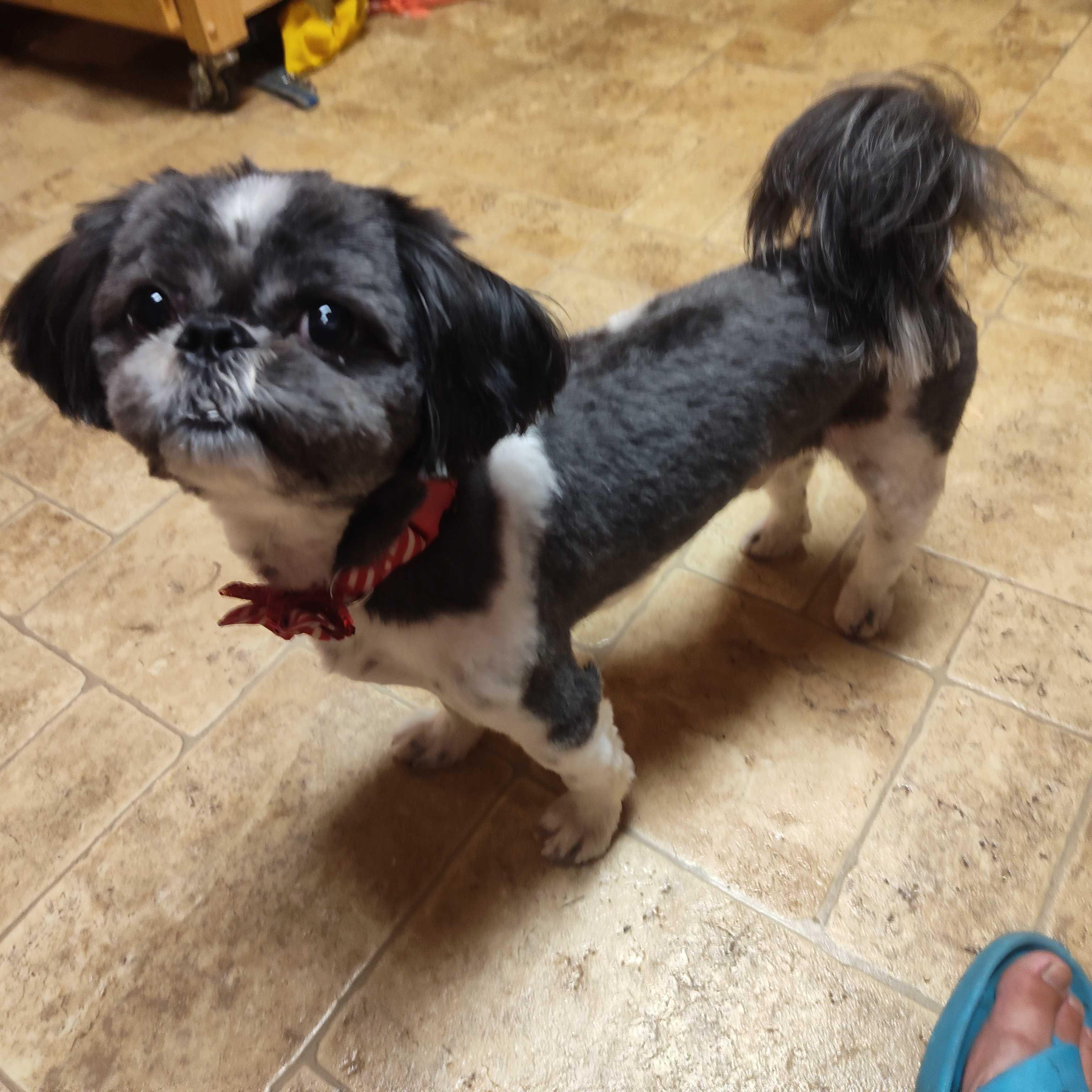 Vigo, a ADOPTABLE Shih Tzu in Addison, IL image 5/6