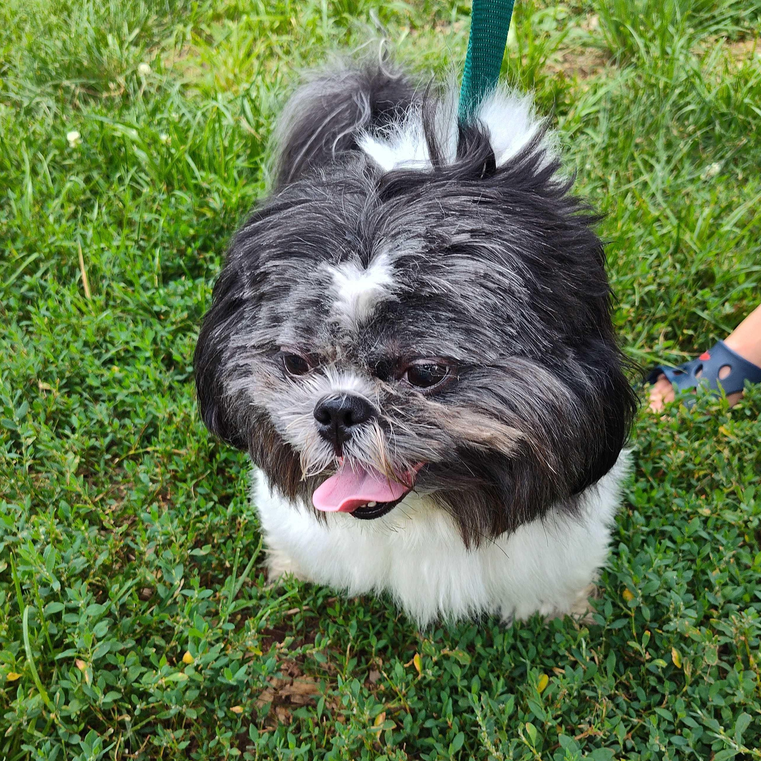 Vigo, a ADOPTABLE Shih Tzu in Addison, IL image 6/6