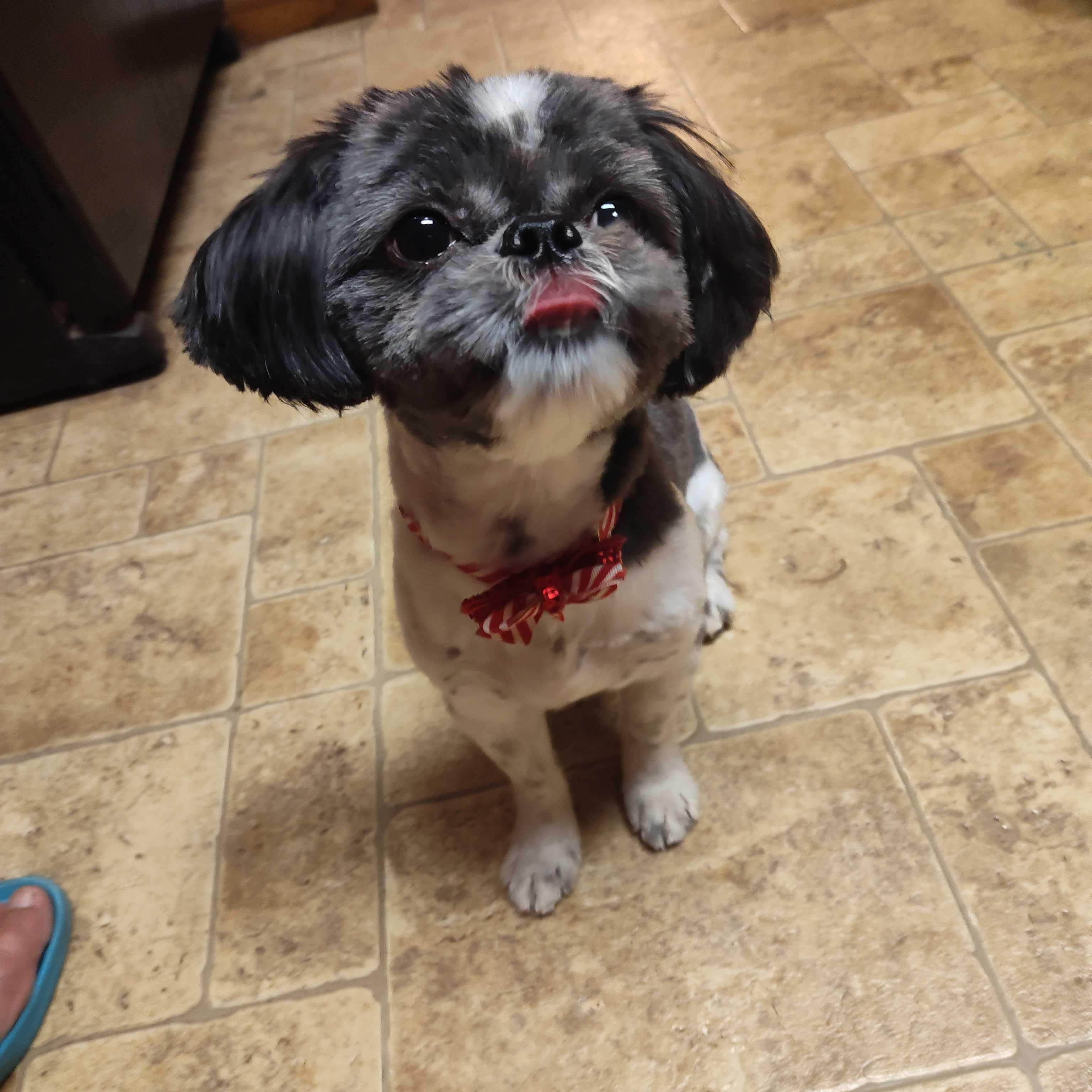 Vigo, a ADOPTABLE Shih Tzu in Addison, IL image 2/6