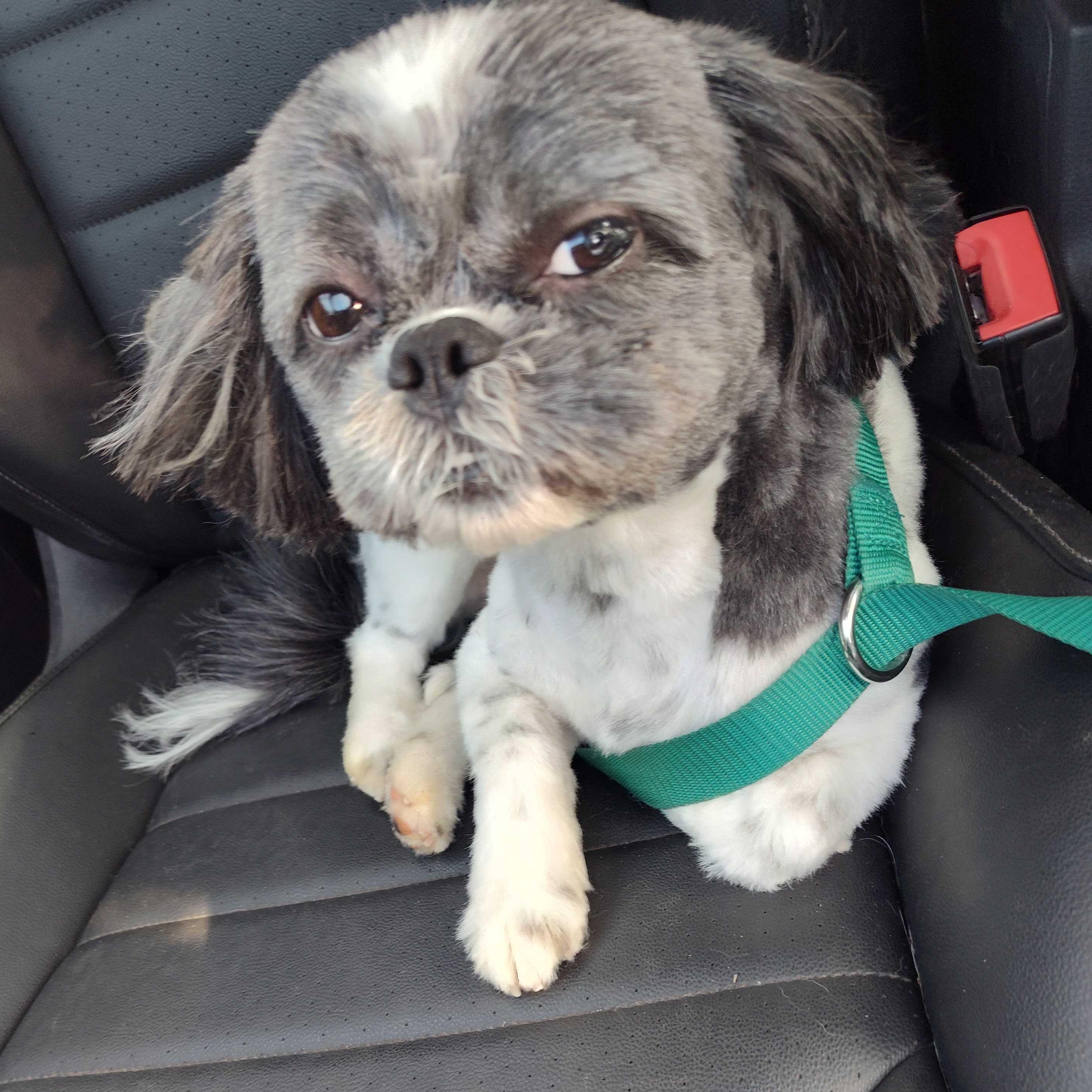 Vigo, a ADOPTABLE Shih Tzu in Addison, IL image 4/6
