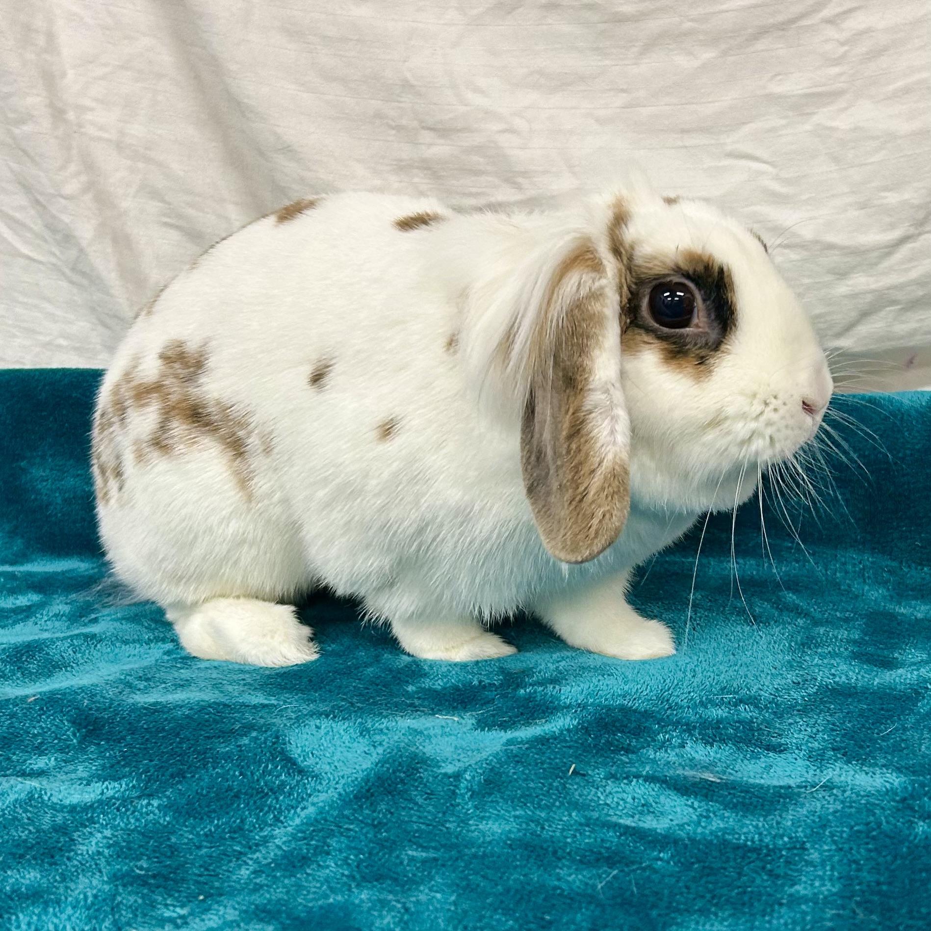 Enlarge Opal, a Adoptable mixed breed in Edgewood, MD image 3/6