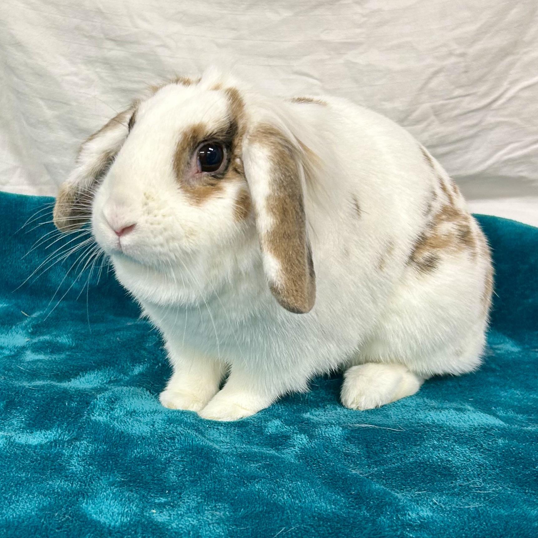 Enlarge Opal, a Adoptable mixed breed in Edgewood, MD image 2/6