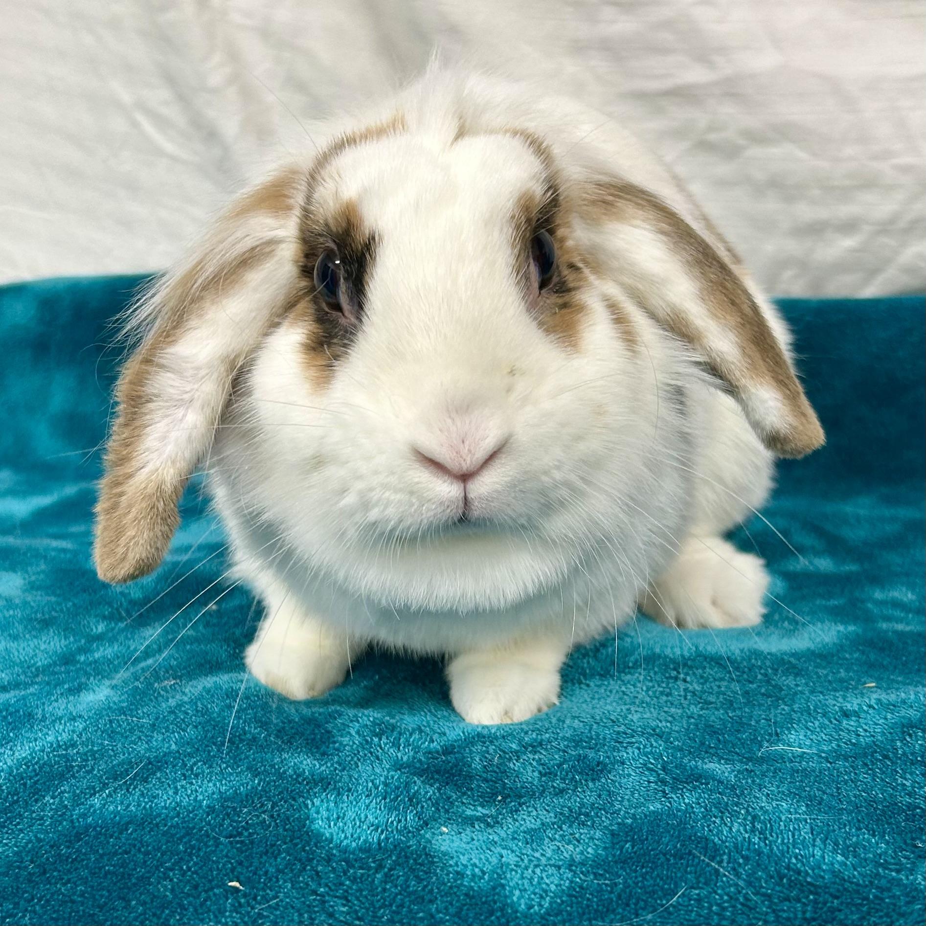 Opal, Adoptable, Adult Female Mini Lop & Lionhead.