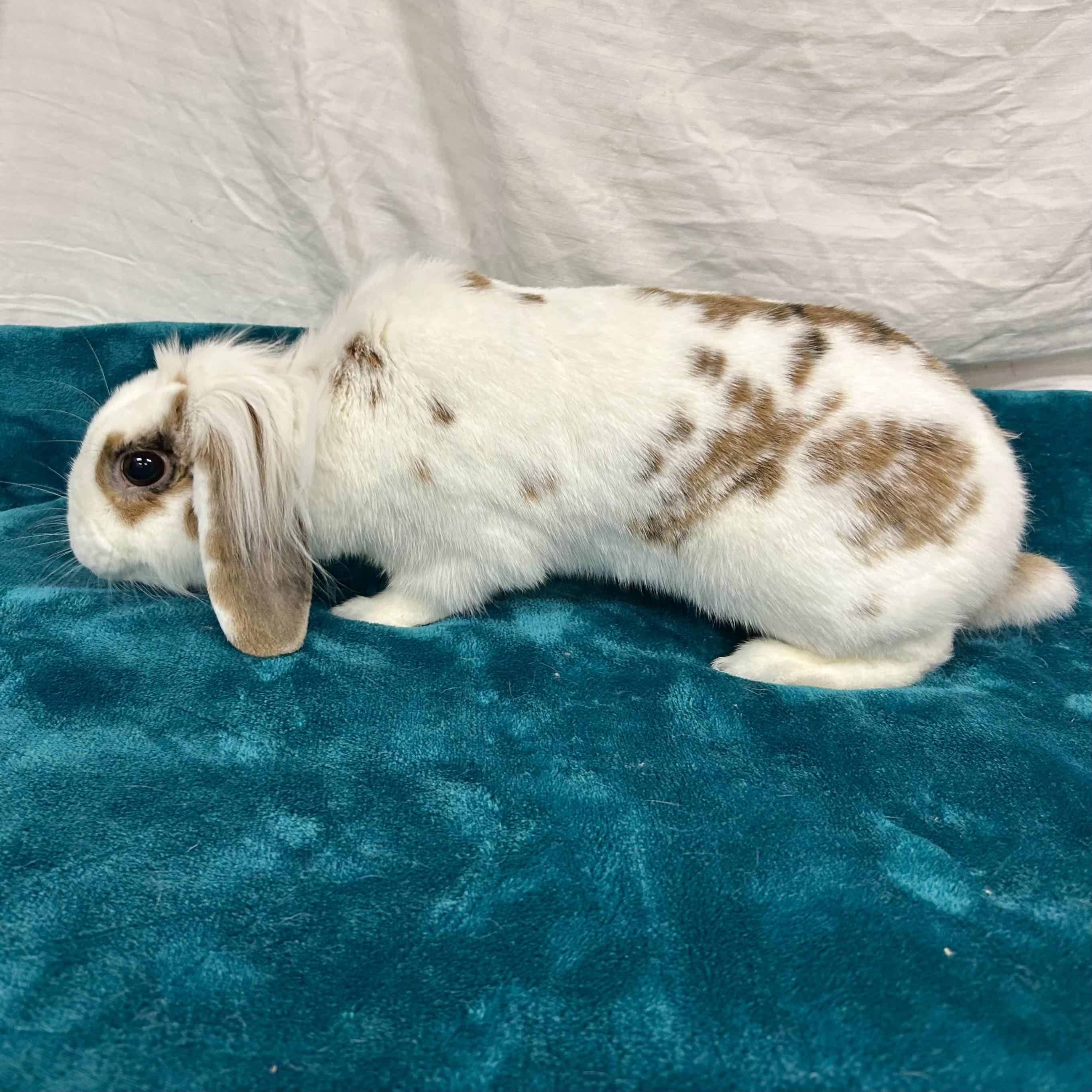 Enlarge Opal, a Adoptable mixed breed in Edgewood, MD image 4/6