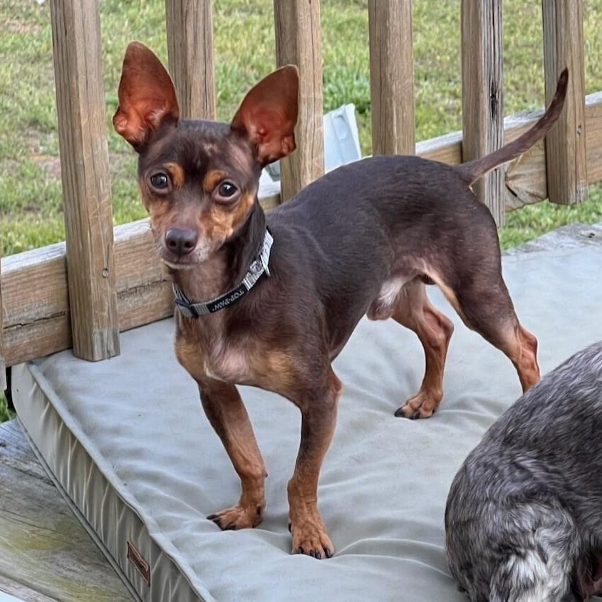 Finnegan, Adoptable, Adult Male Chihuahua.