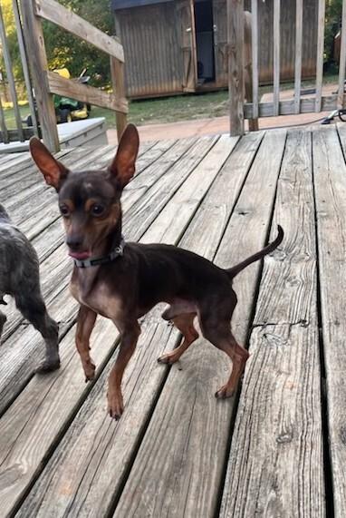Finnegan, a Adoptable mixed breed in Milton, GA image 2/3