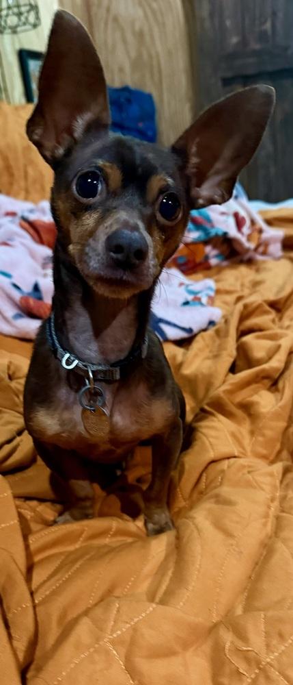 Enlarge Finnegan, a Adoptable mixed breed in Milton, GA image 3/6