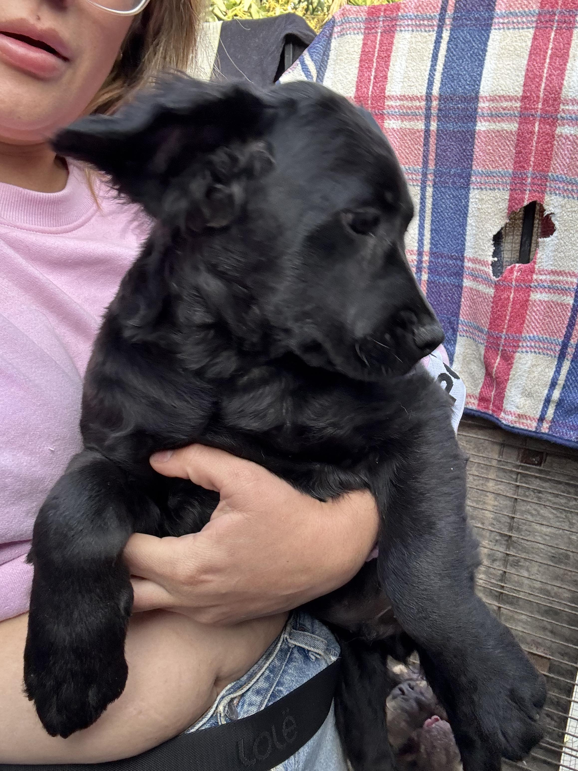 Chas, Adopted, Puppy Male Golden Retriever & Goldendoodle.