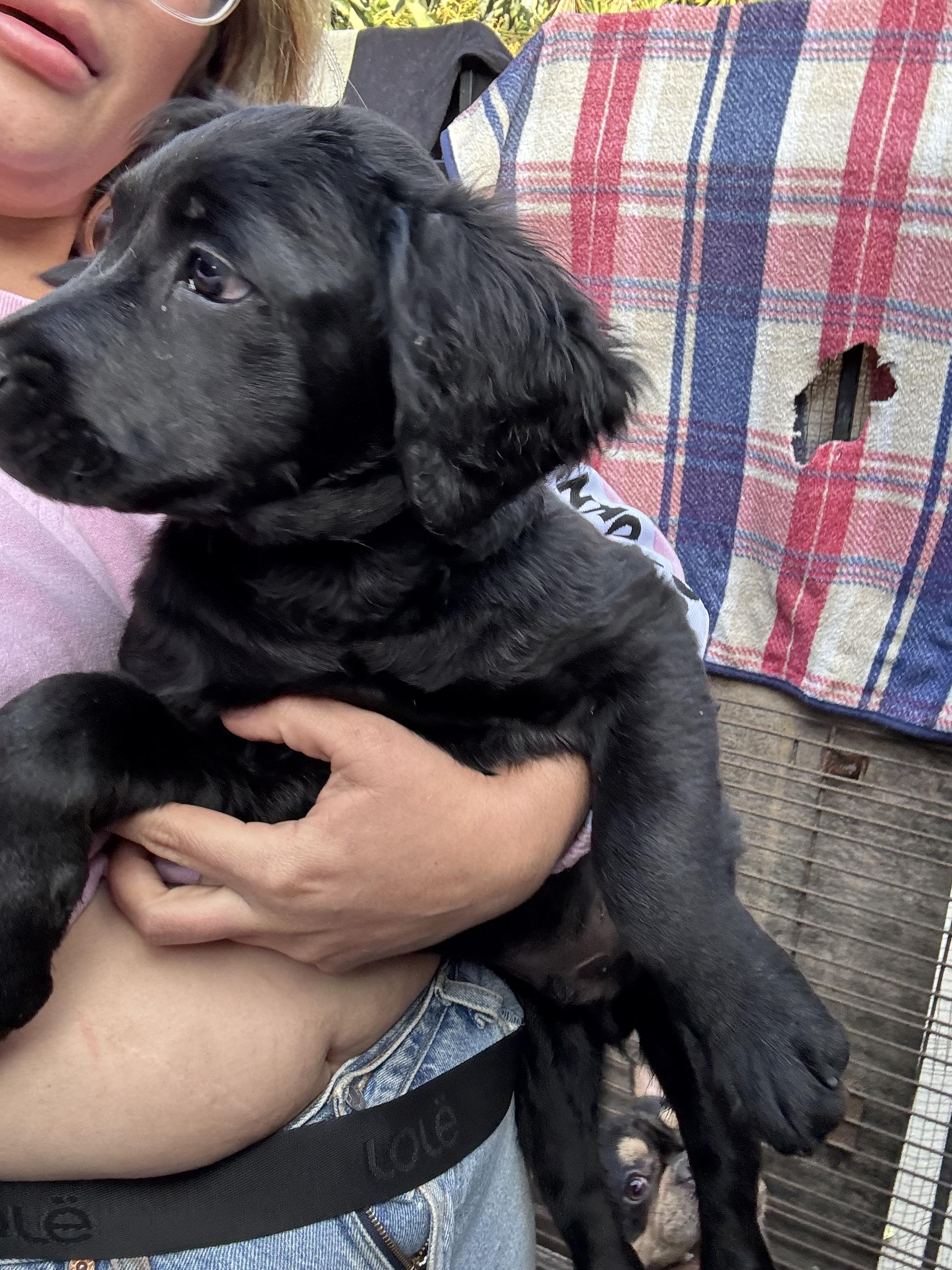 Chas, a Adopted mixed breed in Los Angeles, CA image 2/3