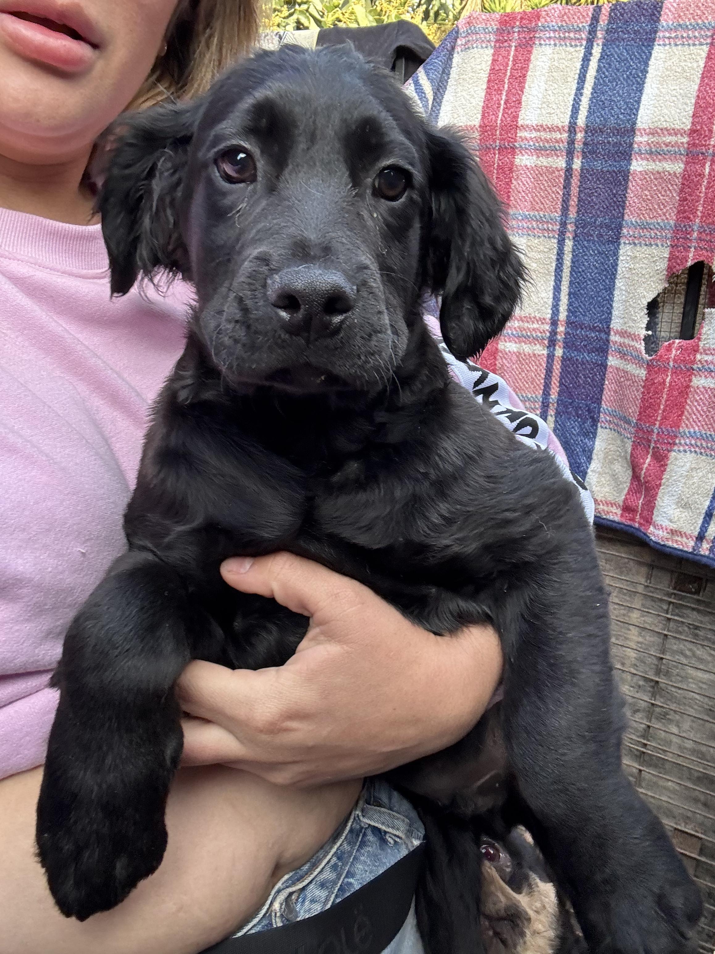 Chas, a Adopted mixed breed in Los Angeles, CA image 3/3