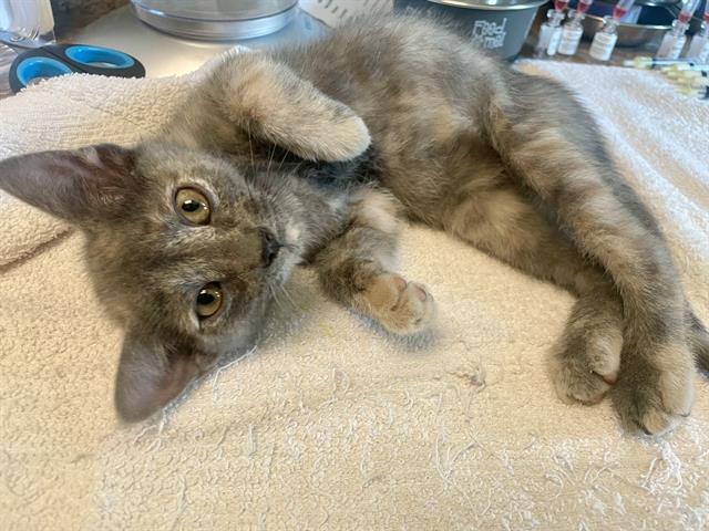 FLOUNDER, Adoptable, Kitten Female Domestic Short Hair.