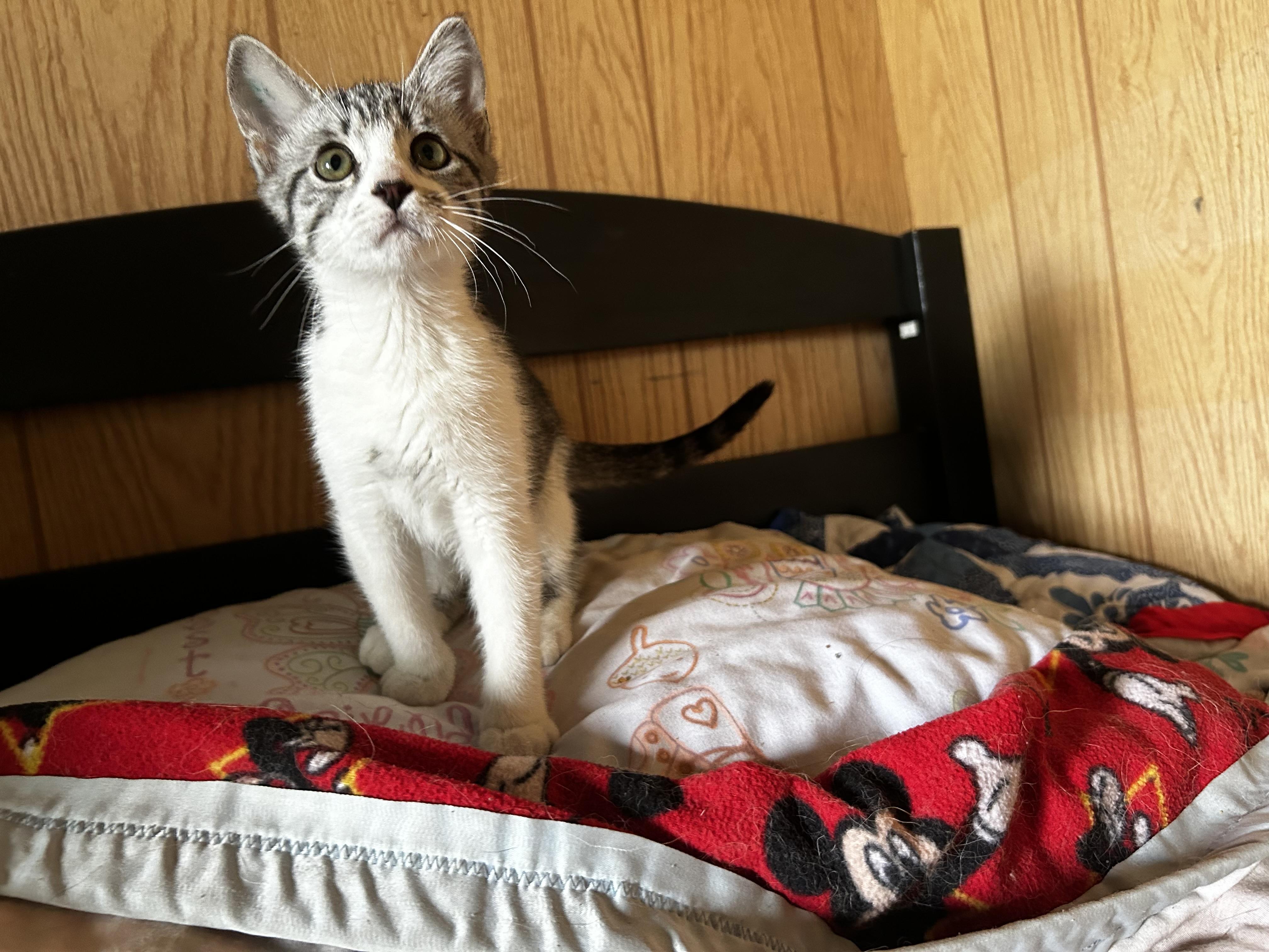 Enlarge Bubbles, an adopted Domestic Short Hair in Carnegie, OK image 3/3