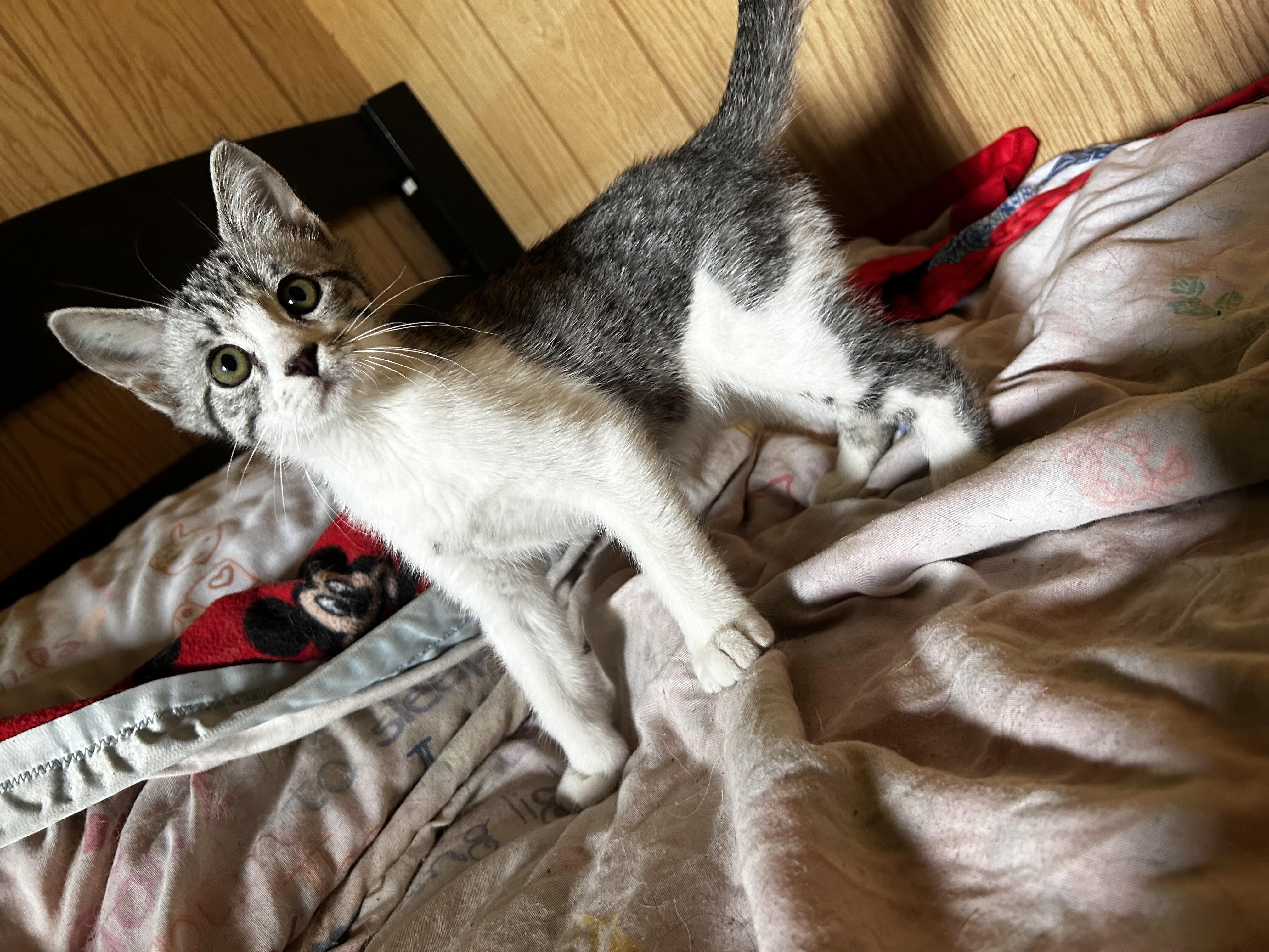Enlarge Bubbles, an adopted Domestic Short Hair in Carnegie, OK image 2/3