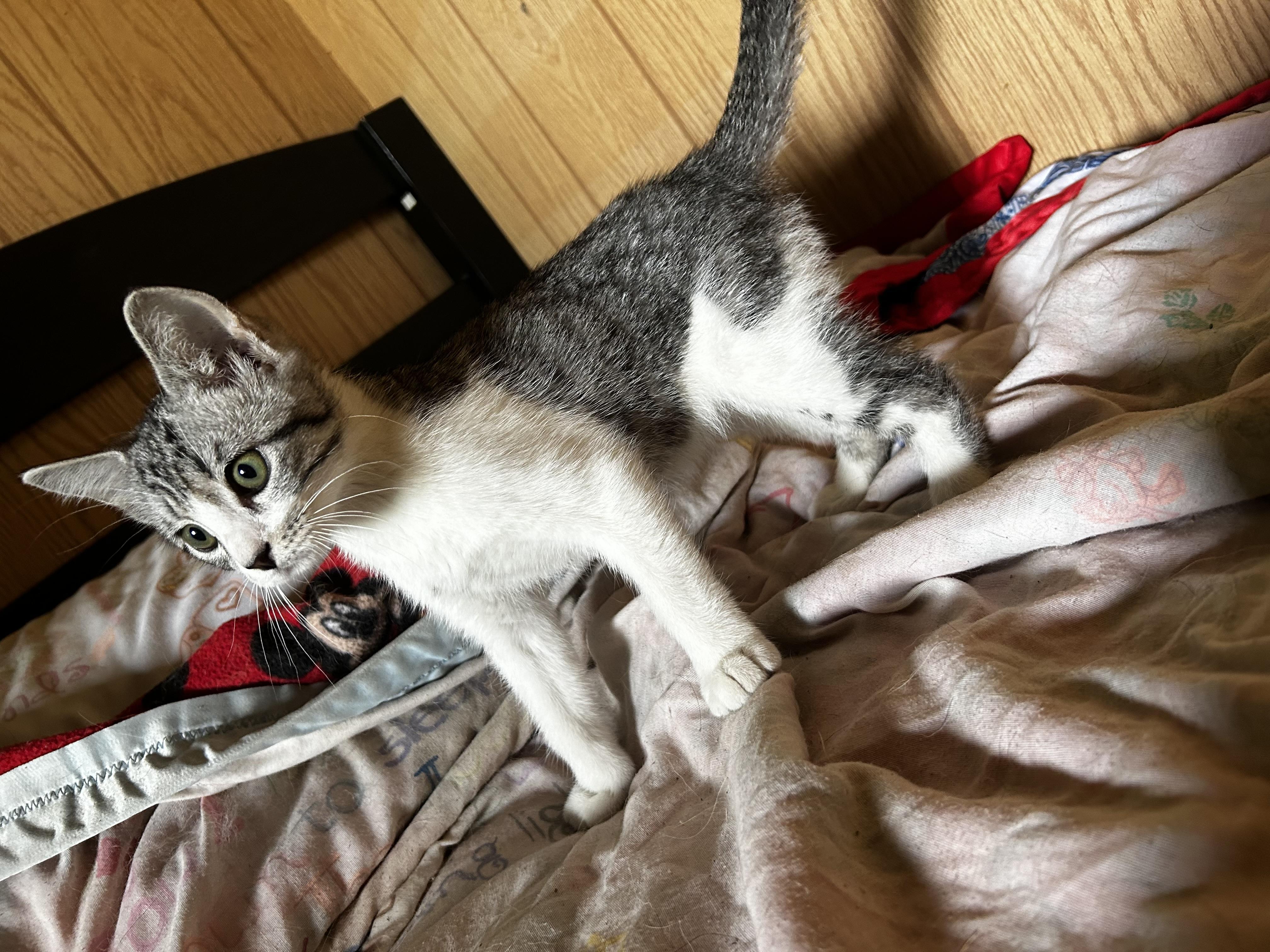 Enlarge Bubbles, an adopted Domestic Short Hair in Carnegie, OK image 1/3