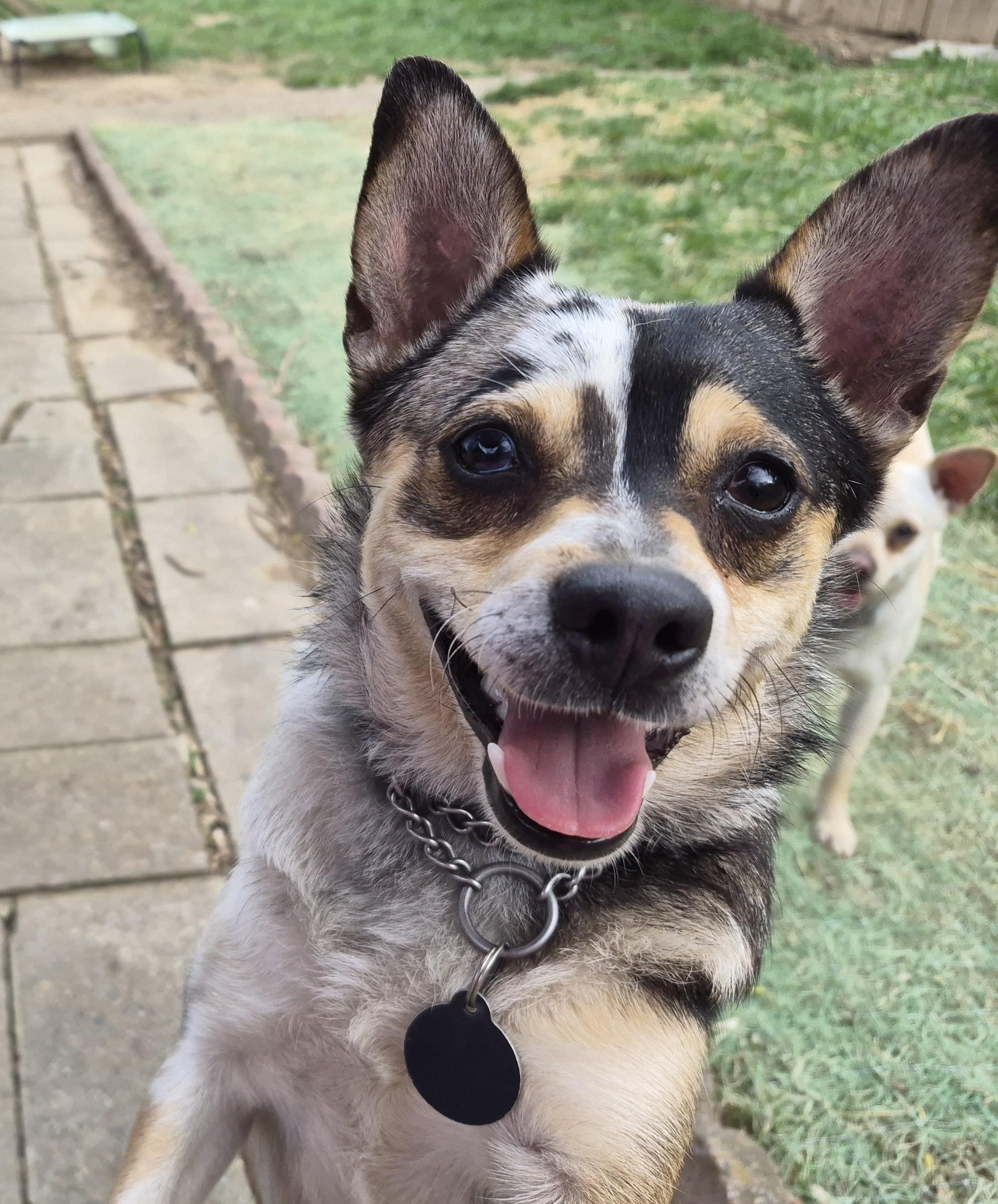 Thelma, adopted, Young Female Chihuahua.