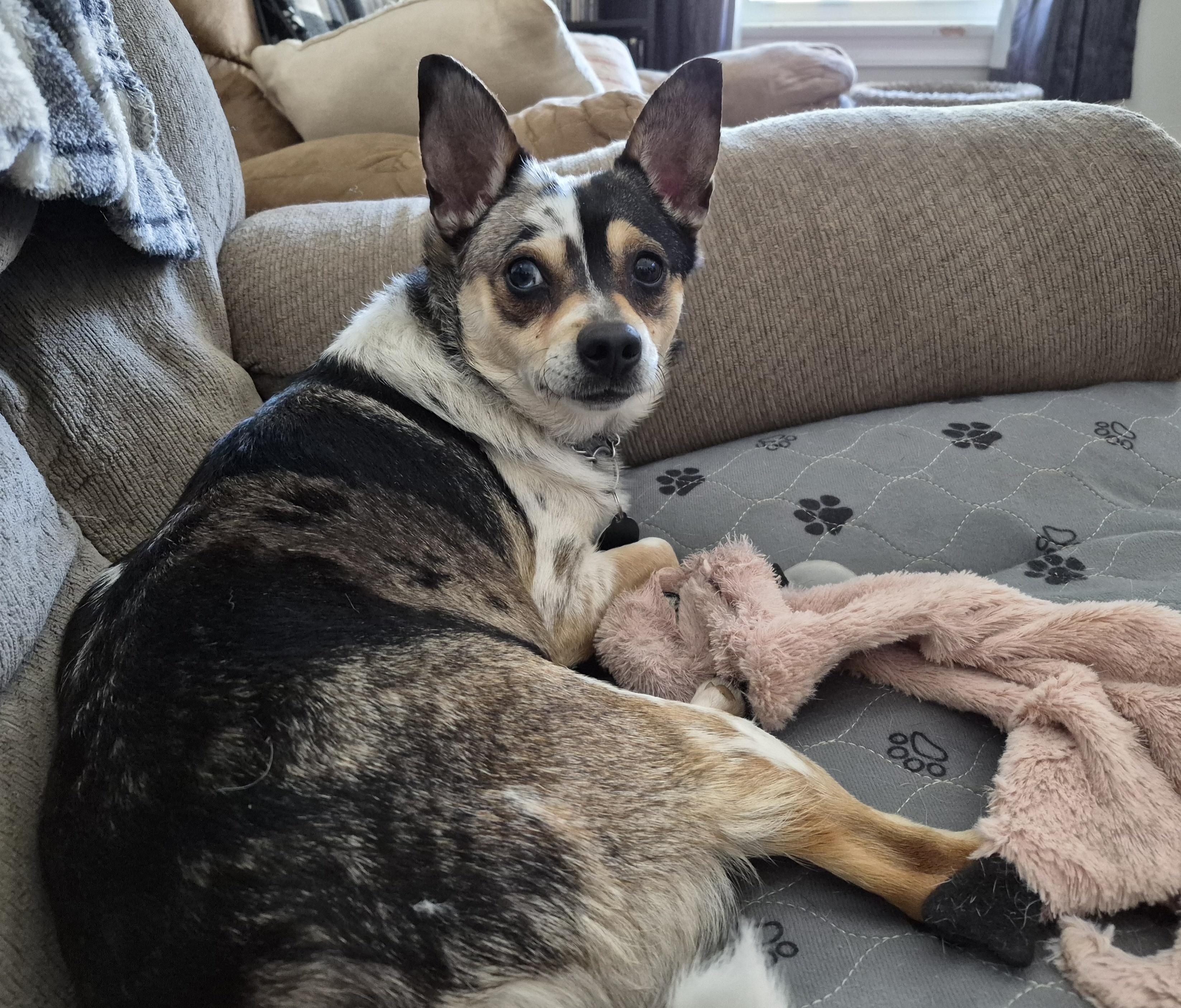 Enlarge Thelma, an adopted mixed breed in Sellersburg, IN image 2/5
