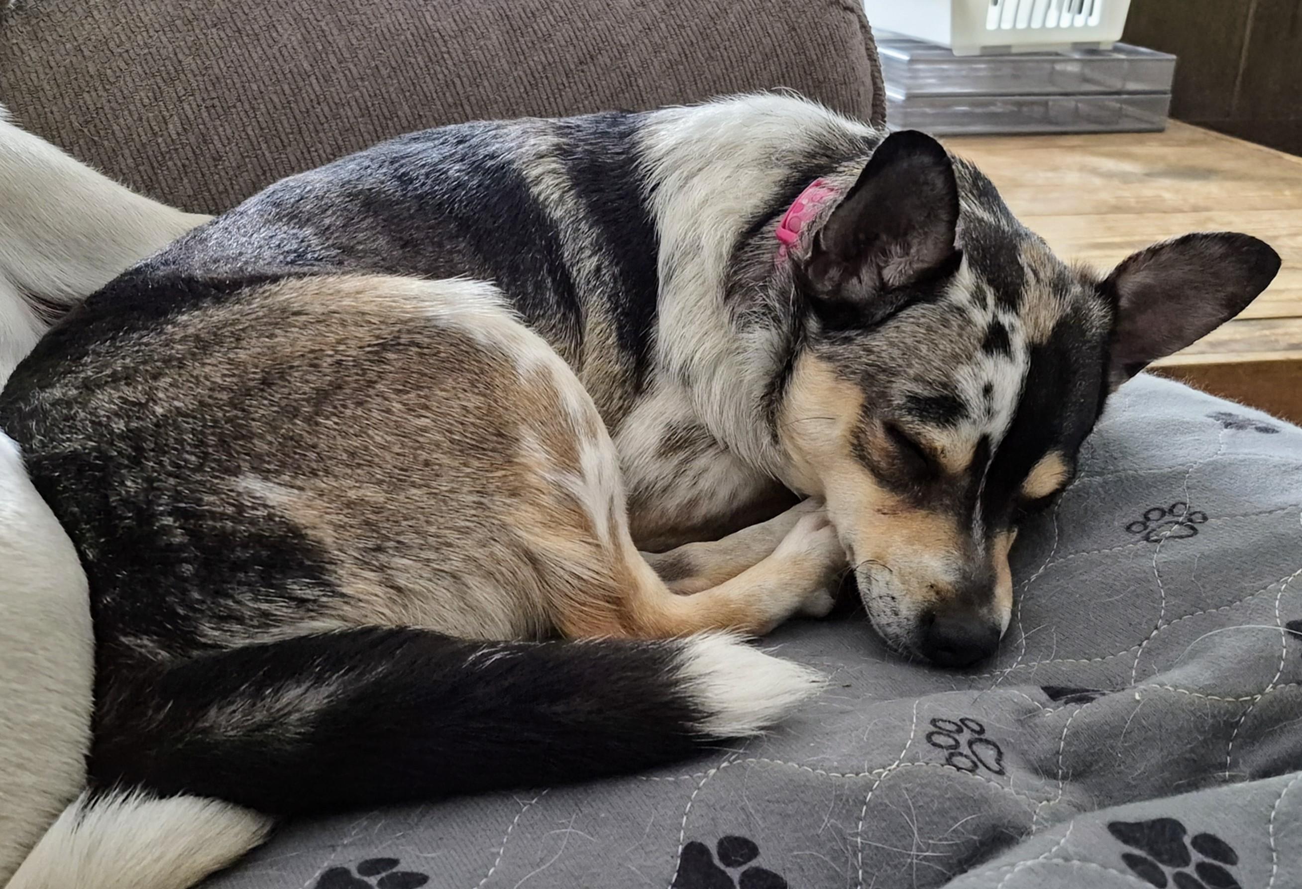 Enlarge Thelma, an adopted mixed breed in Sellersburg, IN image 3/5