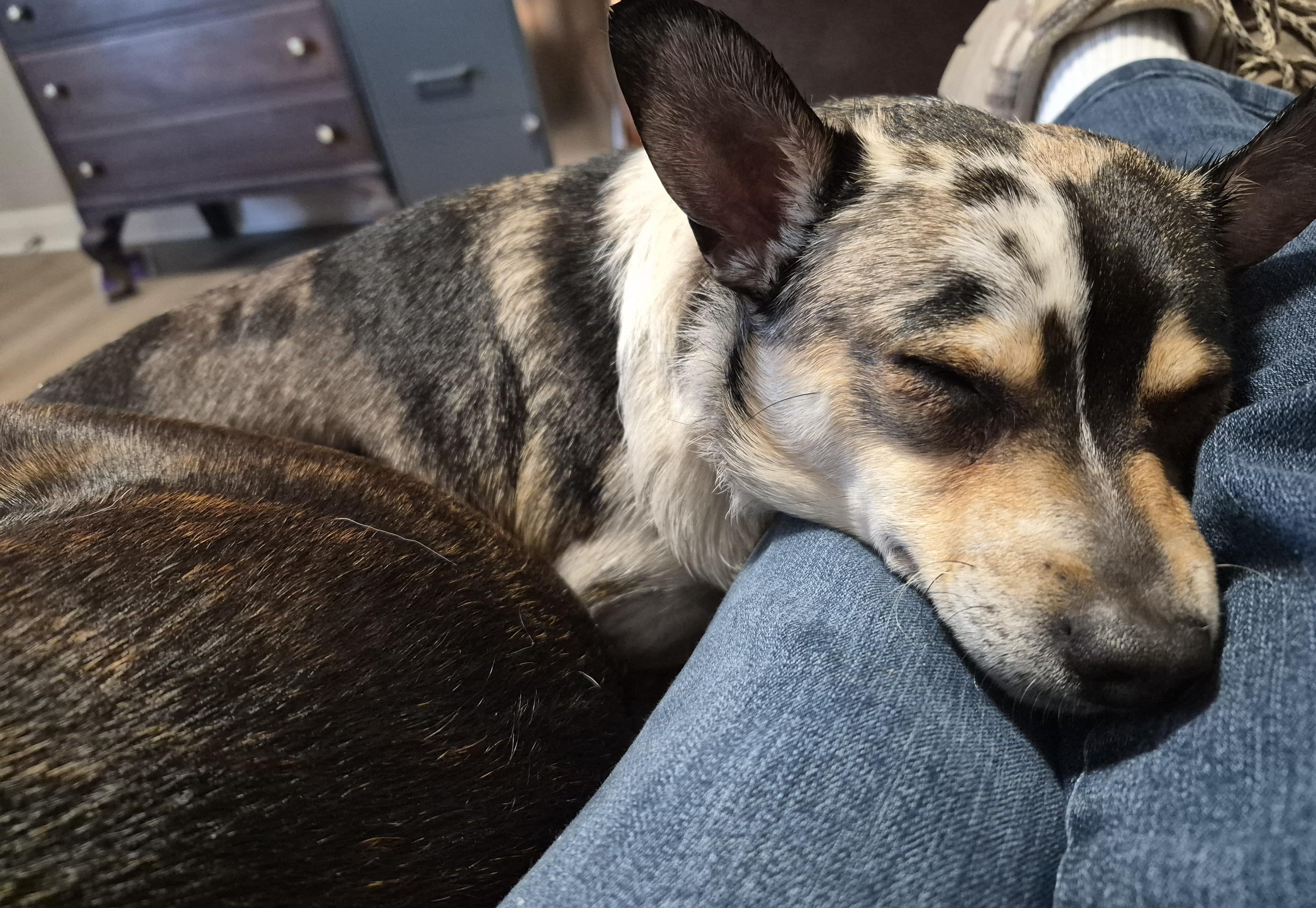 Enlarge Thelma, an adopted mixed breed in Sellersburg, IN image 4/5