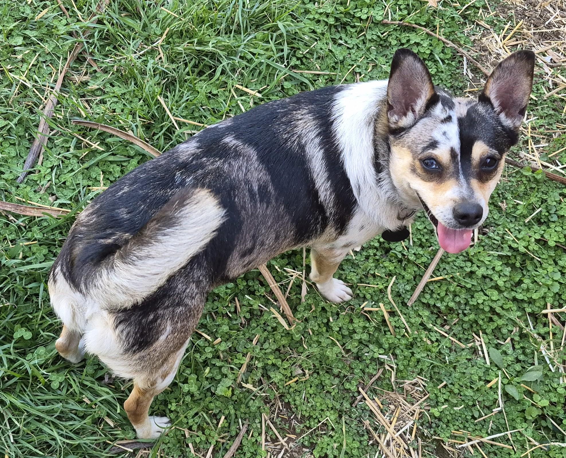 Enlarge Thelma, an adopted mixed breed in Sellersburg, IN image 5/5