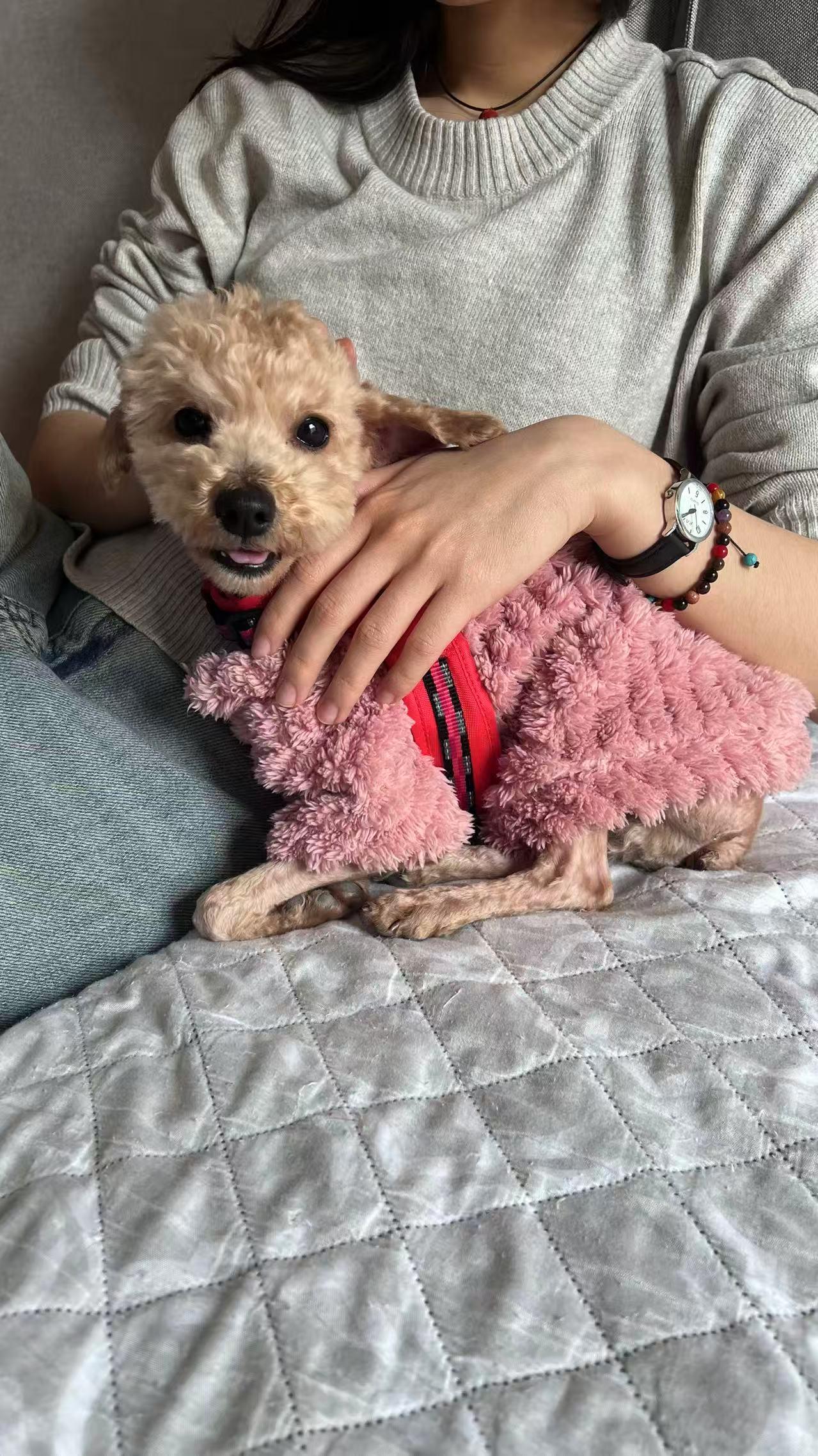 Enlarge Cookie, a ADOPTABLE Poodle (Toy) in Toronto, ON image 3/6