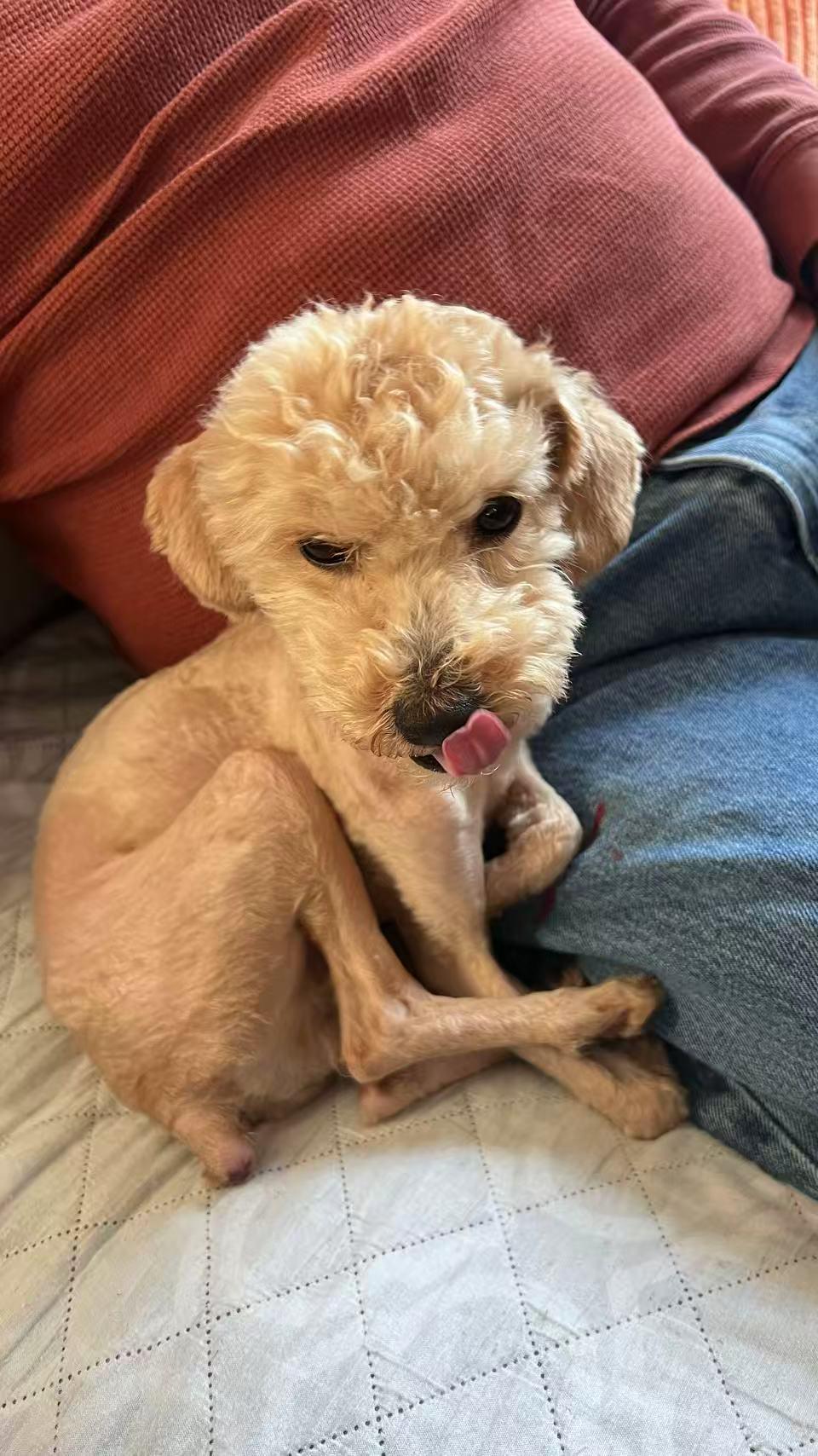 Enlarge Cookie, a ADOPTABLE Poodle (Toy) in Toronto, ON image 4/6