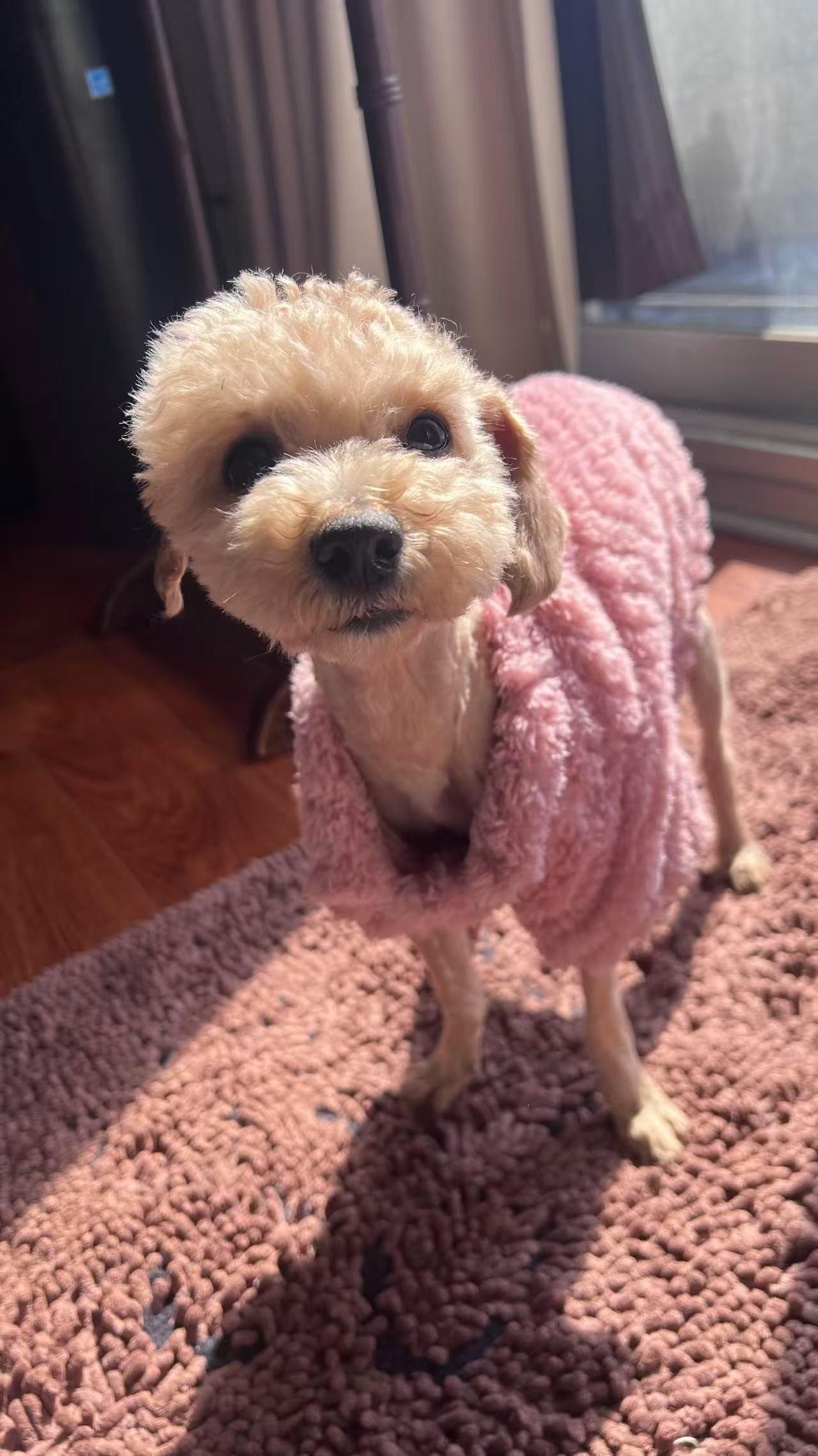 Cookie, ADOPTABLE, Adult Female Poodle (Toy).