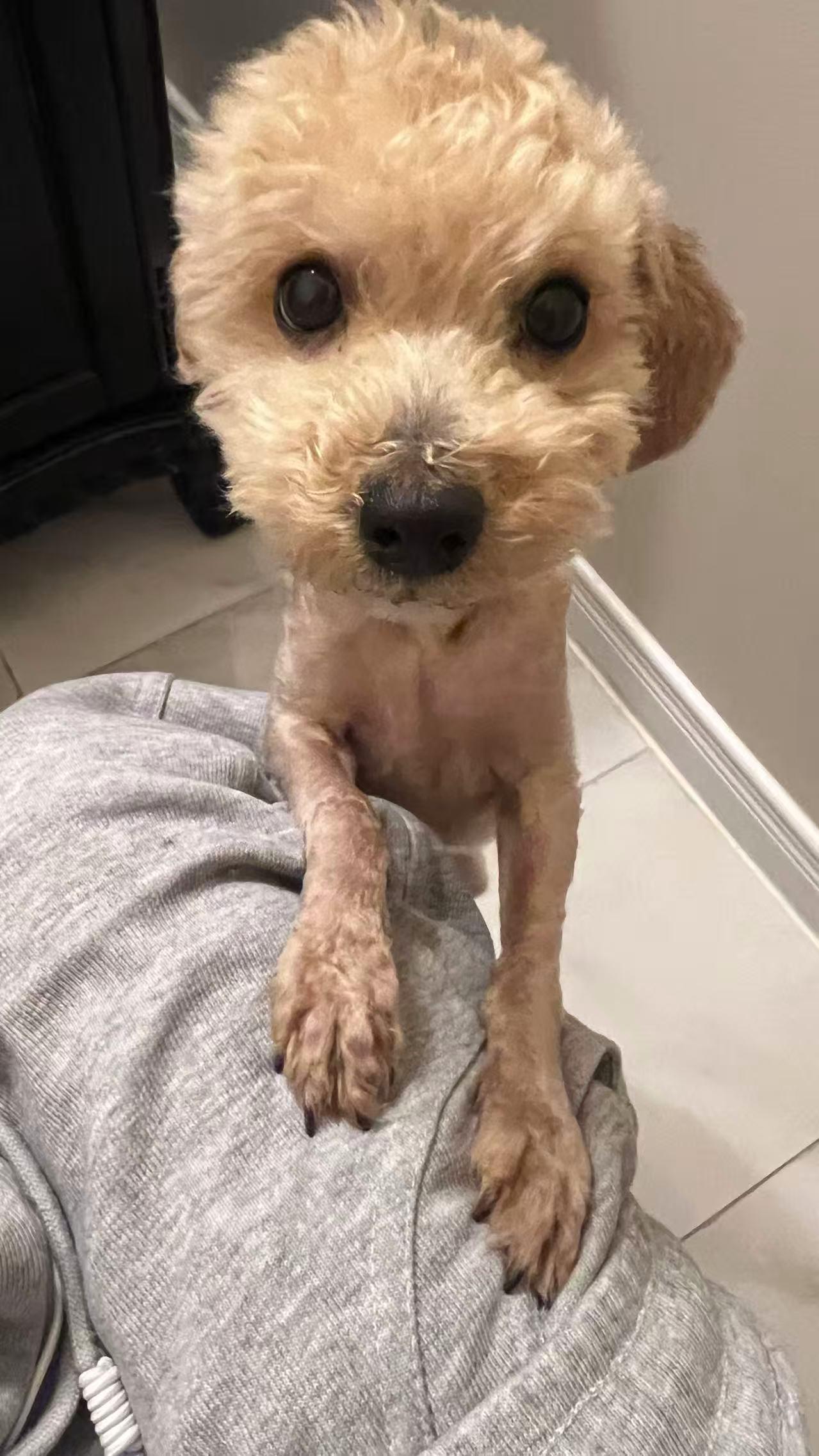 Enlarge Cookie, a ADOPTABLE Poodle (Toy) in Toronto, ON image 2/6