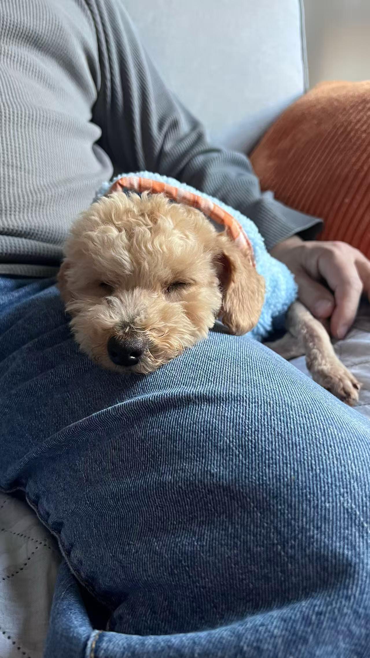 Enlarge Cookie, a ADOPTABLE Poodle (Toy) in Toronto, ON image 5/6