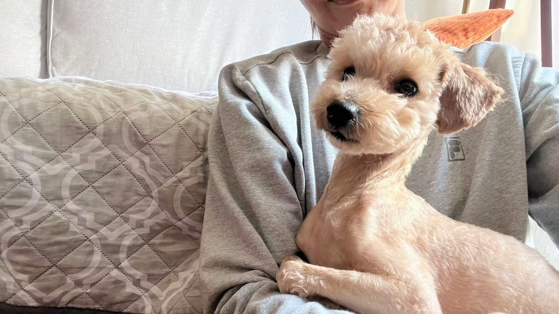 Enlarge Cookie, a ADOPTABLE Poodle (Toy) in Toronto, ON image 6/6