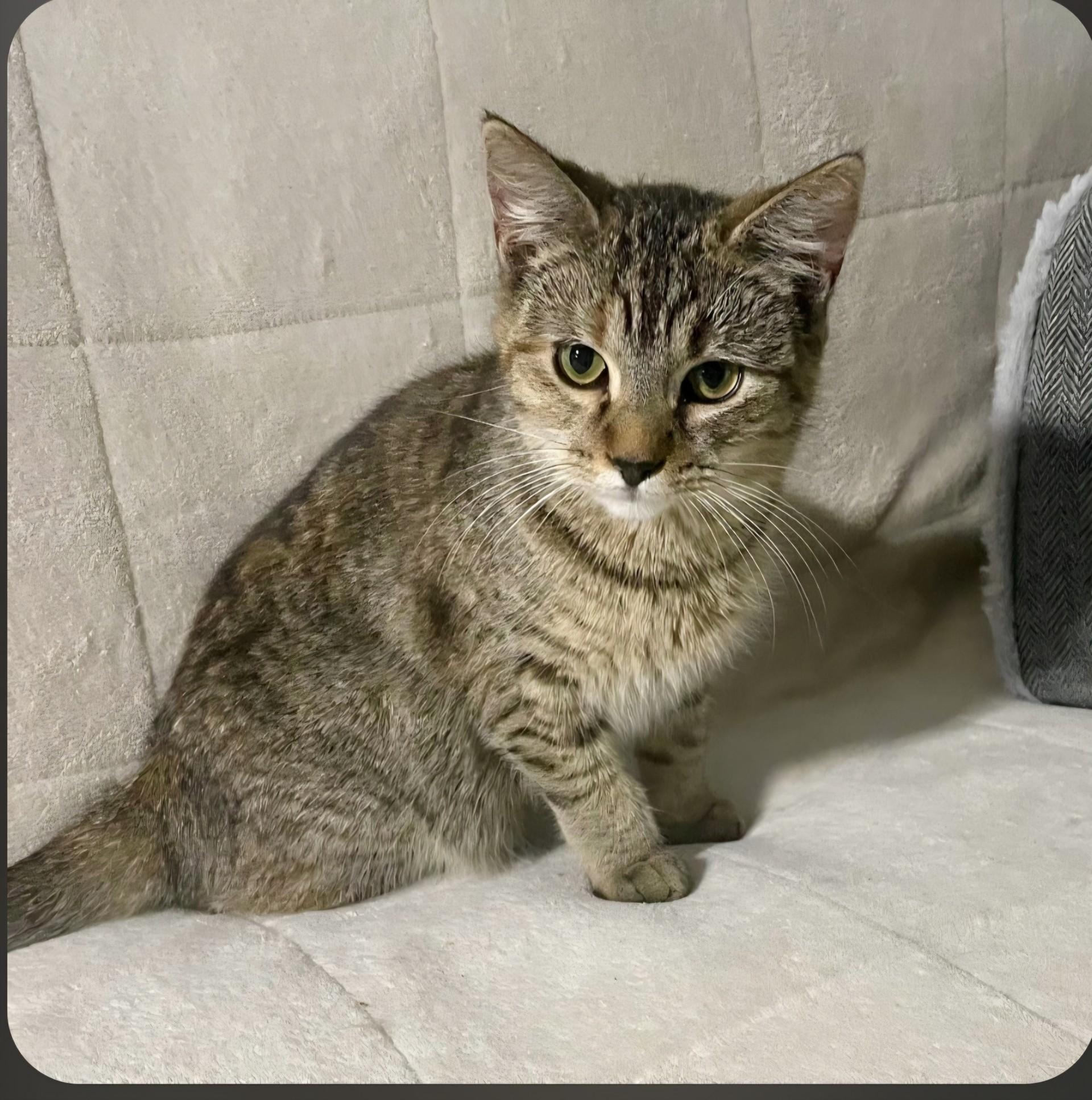 Aria, a ADOPTABLE mixed breed in Benson, MN image 3/3