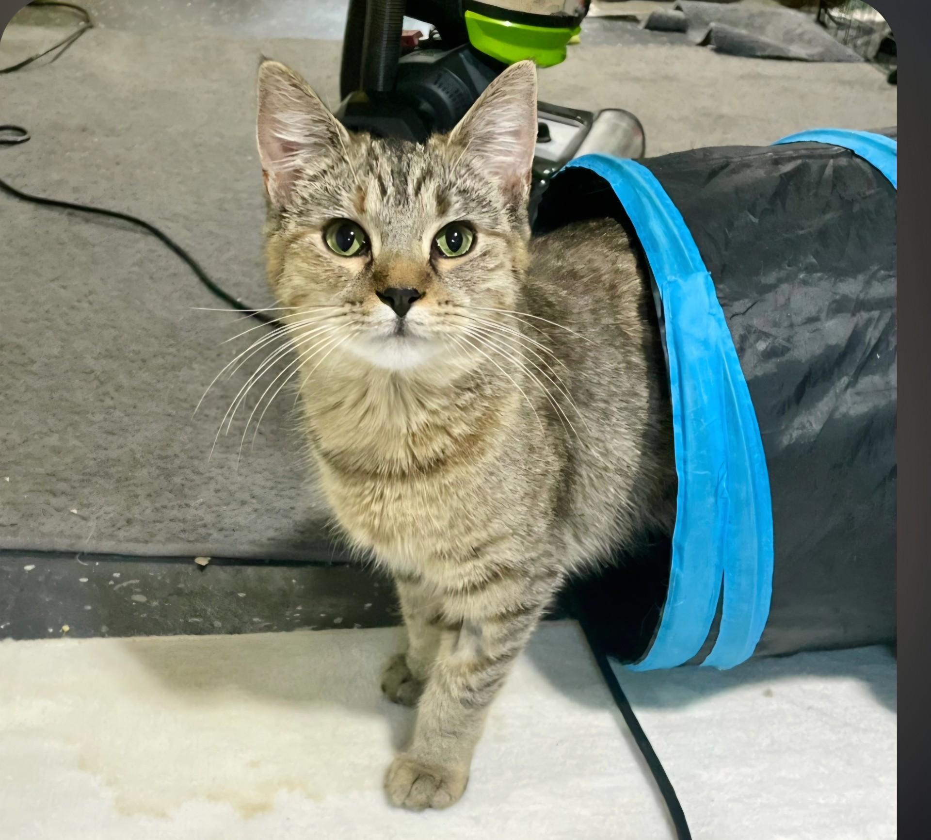 Aria, ADOPTABLE, Young Female Tabby & Domestic Short Hair.
