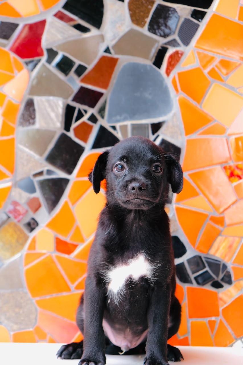 Rye, Adoptable, Puppy Male Beagle & Black Labrador Retriever.