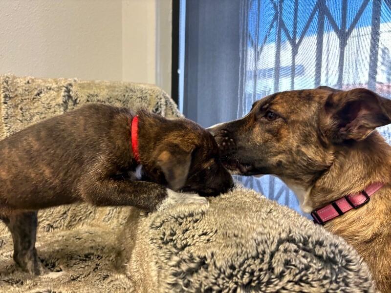 Nessie, Adoptable, Adult Female Shepherd & Mixed Breed.