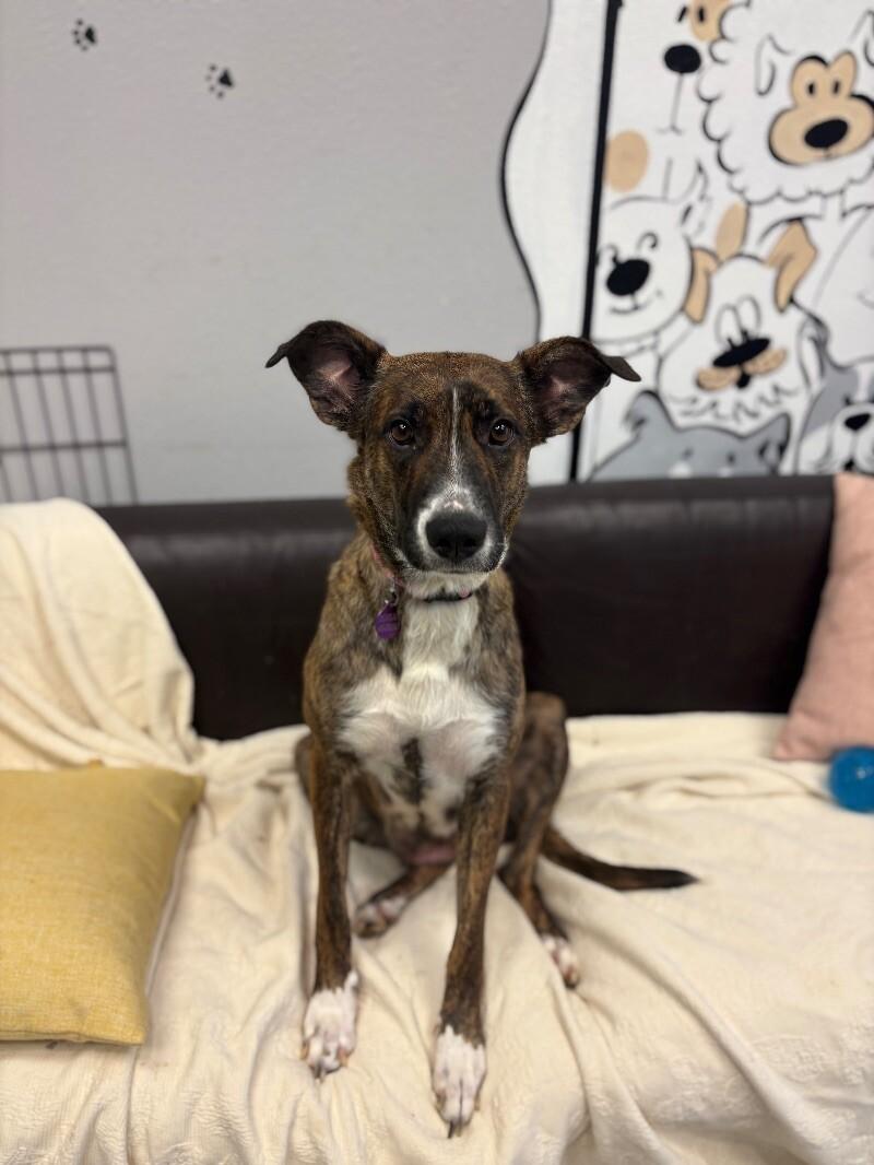 Nessie, a Adoptable mixed breed in Van Nuys, CA image 2/6