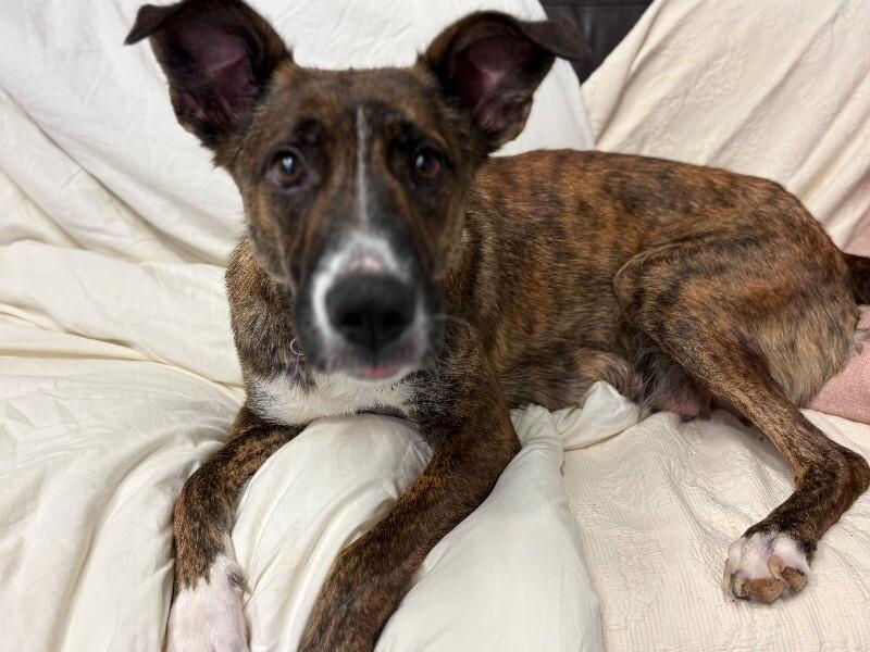 Nessie, a Adoptable mixed breed in Van Nuys, CA image 3/6