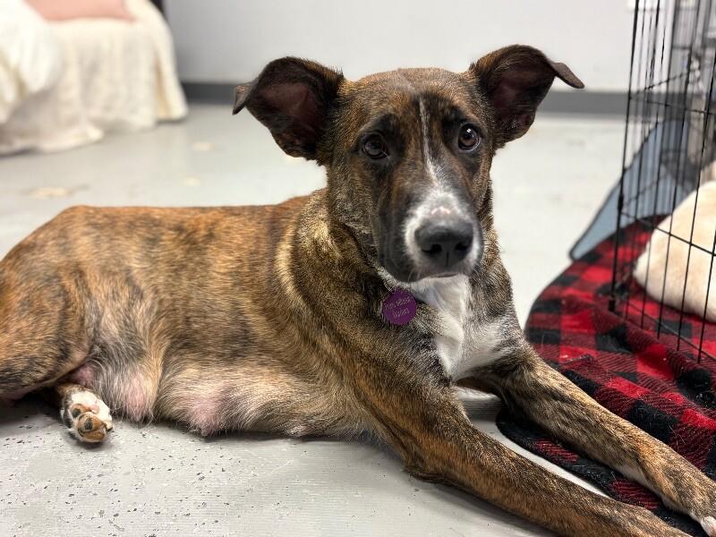 Nessie, a Adoptable mixed breed in Van Nuys, CA image 4/6