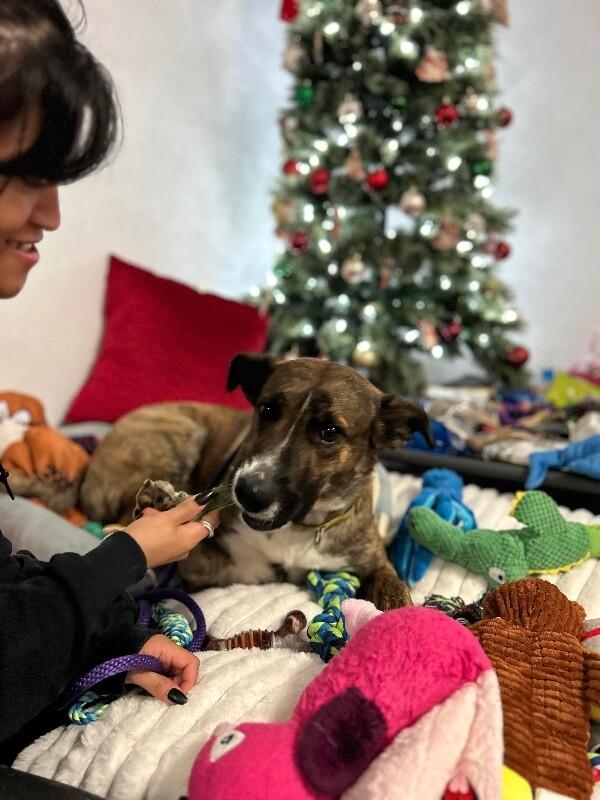 Enlarge Nessie, a Adoptable mixed breed in Van Nuys, CA image 3/6