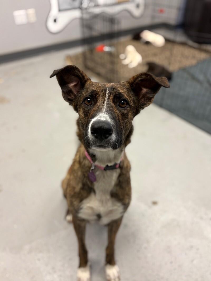 Nessie, a Adoptable mixed breed in Van Nuys, CA image 5/6