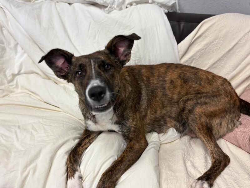 Nessie, a Adoptable mixed breed in Van Nuys, CA image 6/6