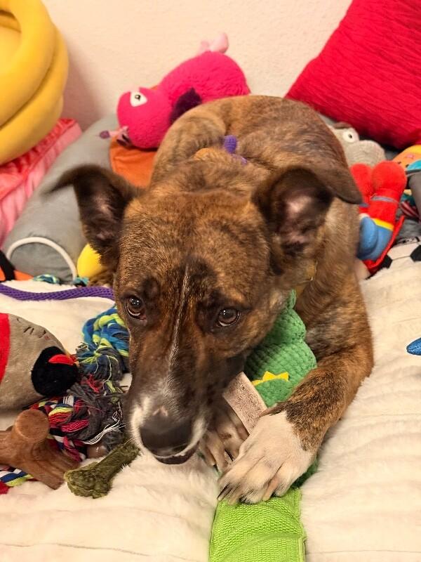 Enlarge Nessie, a Adoptable mixed breed in Van Nuys, CA image 4/6