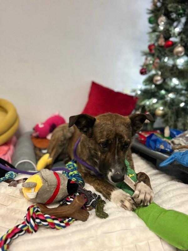 Enlarge Nessie, a Adoptable mixed breed in Van Nuys, CA image 5/6