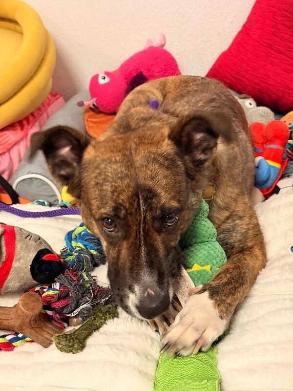 Enlarge Nessie, a Adoptable mixed breed in Van Nuys, CA image 6/6